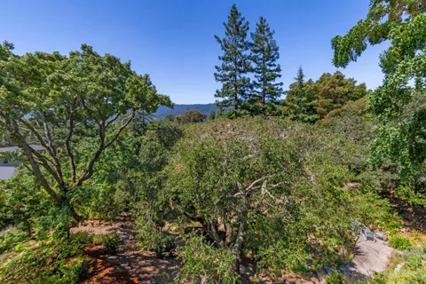 a view of a plants and trees in a background