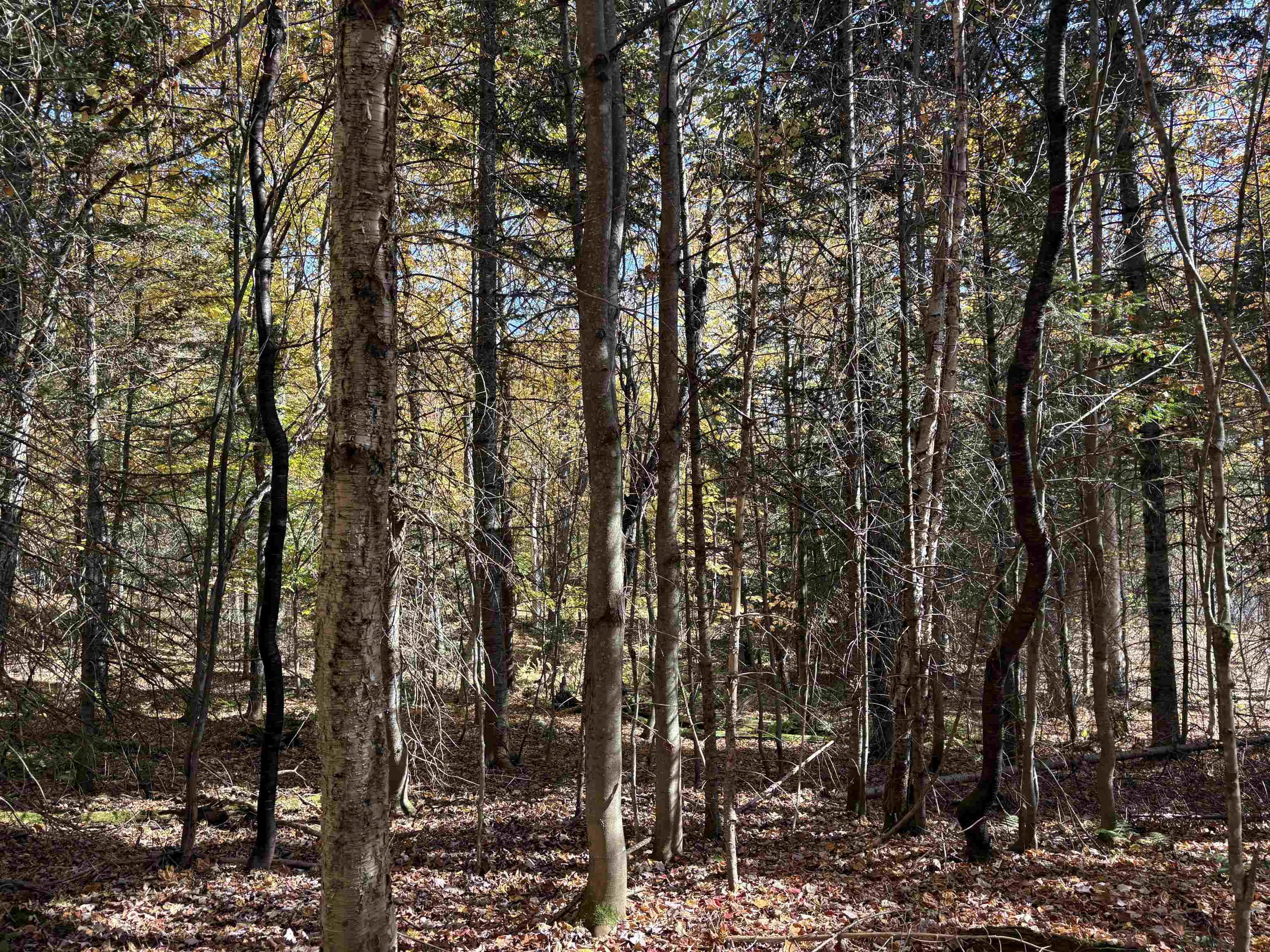 0 Baird Road West Burke, VT 05871 - Photo 11 of 21