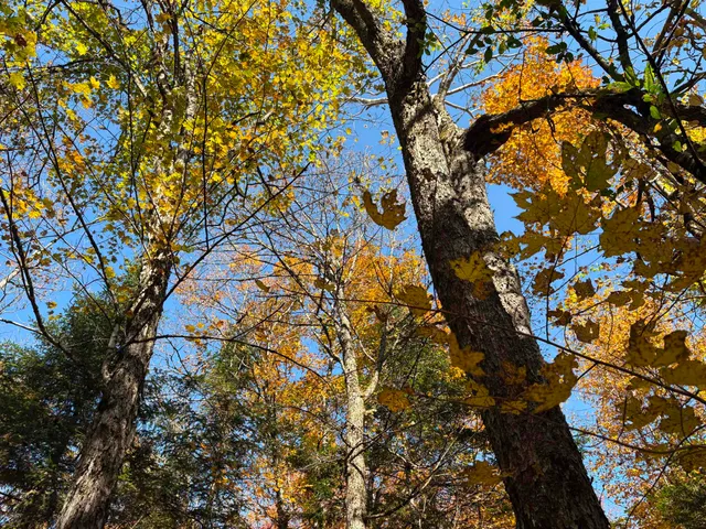 $39,900 | 0 Baird Road, West Burke, VT 05871