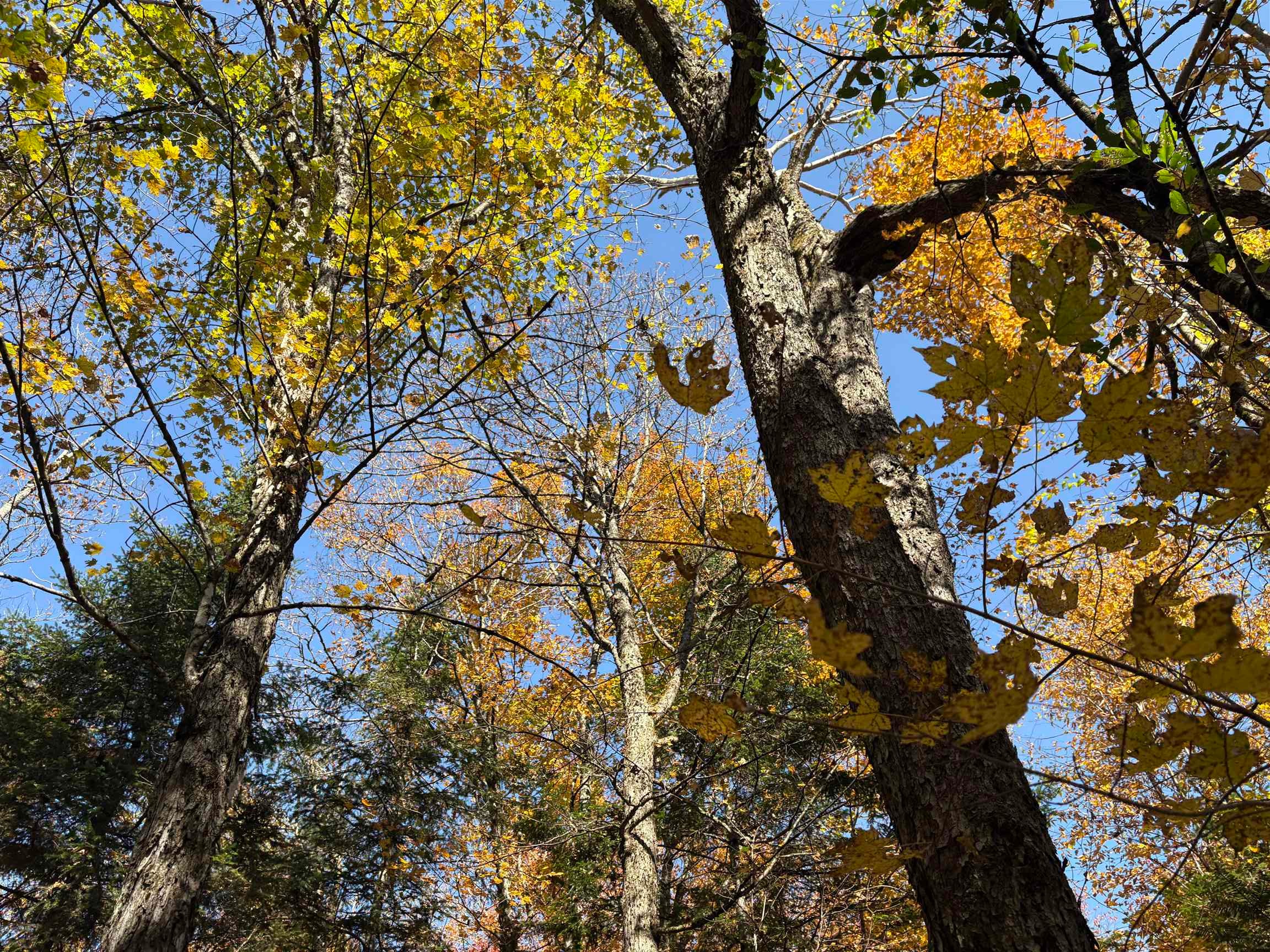 0 Baird Road West Burke, VT 05871 - Photo 12 of 21
