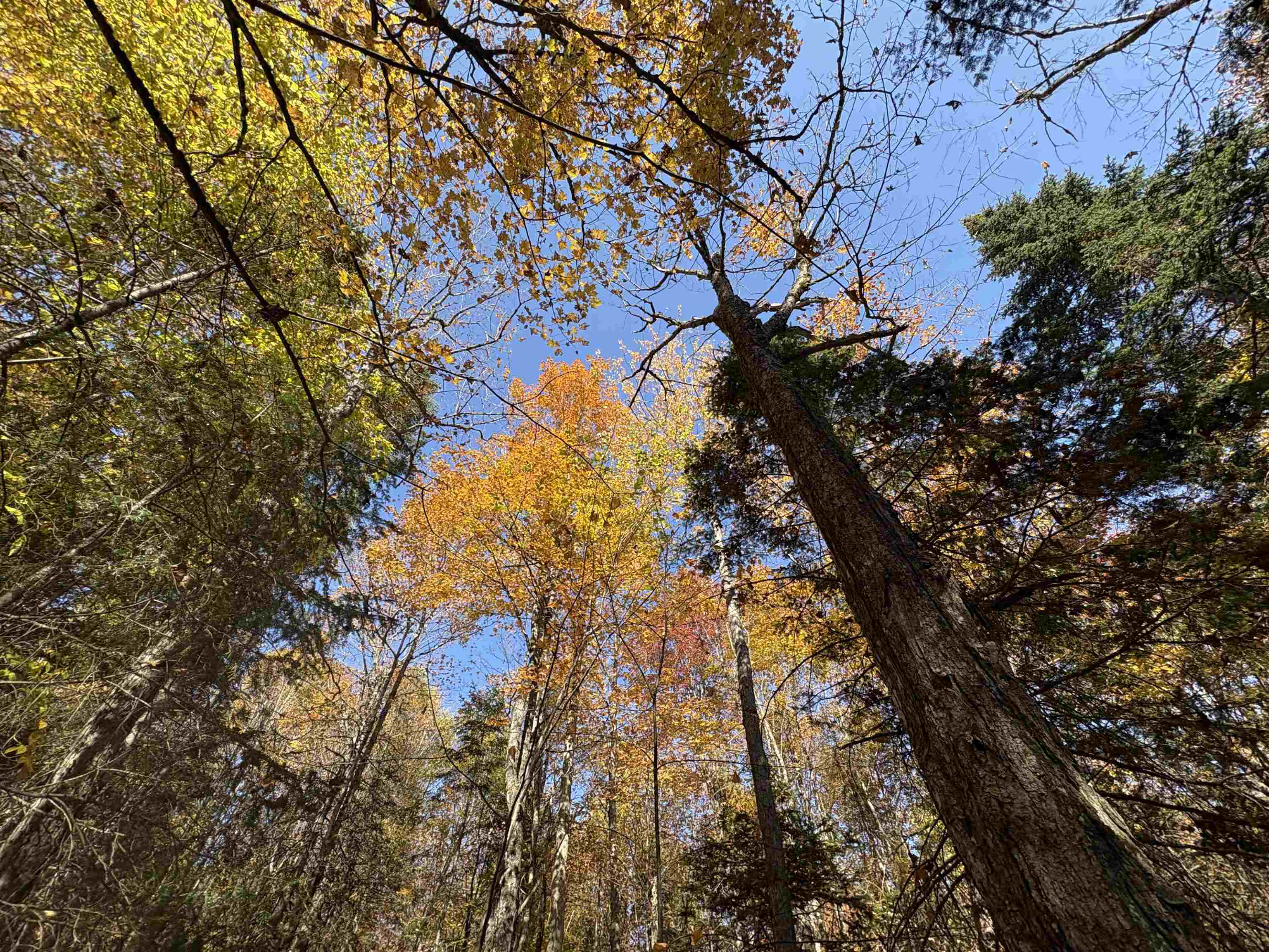 0 Baird Road West Burke, VT 05871 - Photo 13 of 21