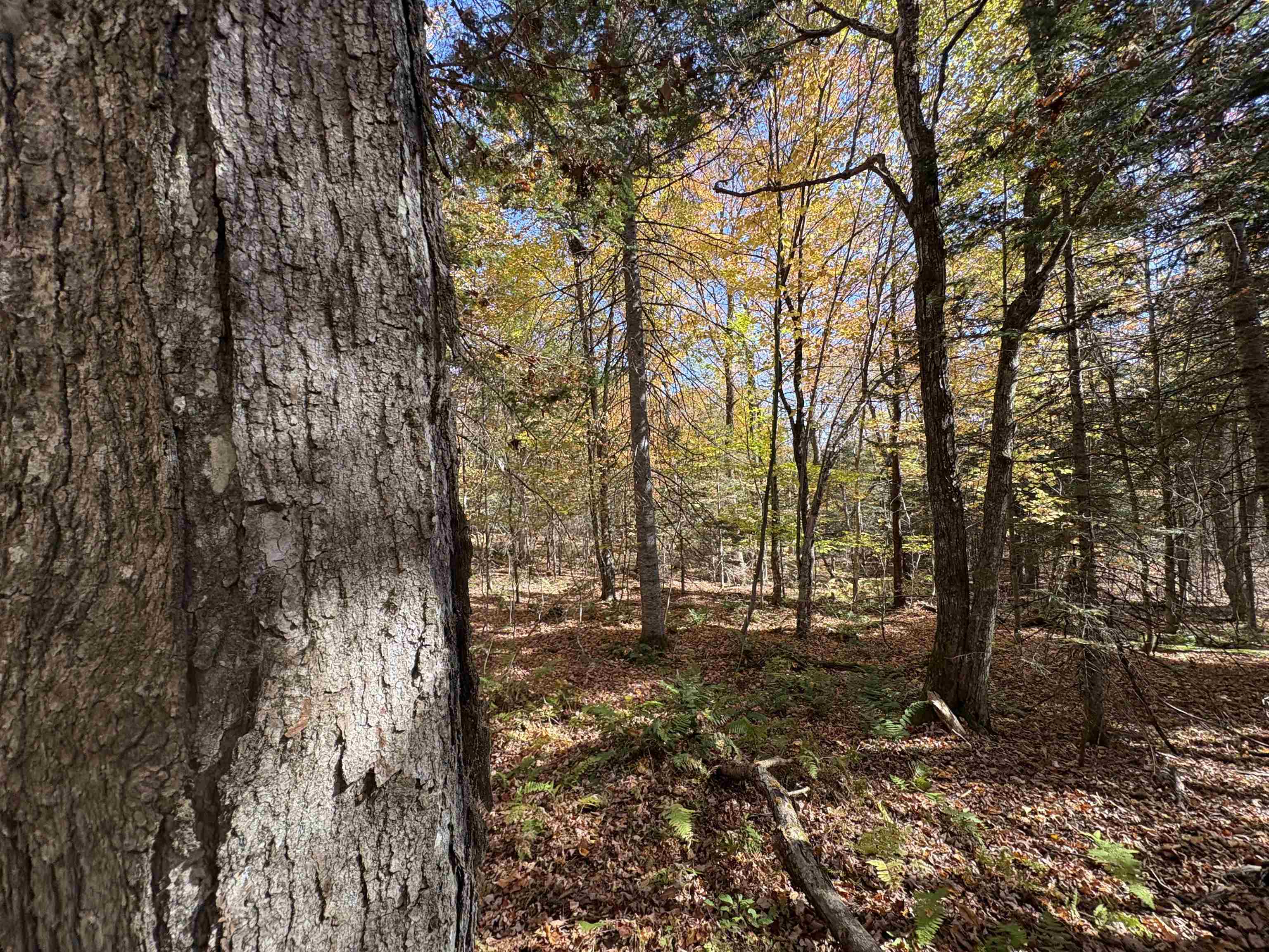 0 Baird Road West Burke, VT 05871 - Photo 14 of 21