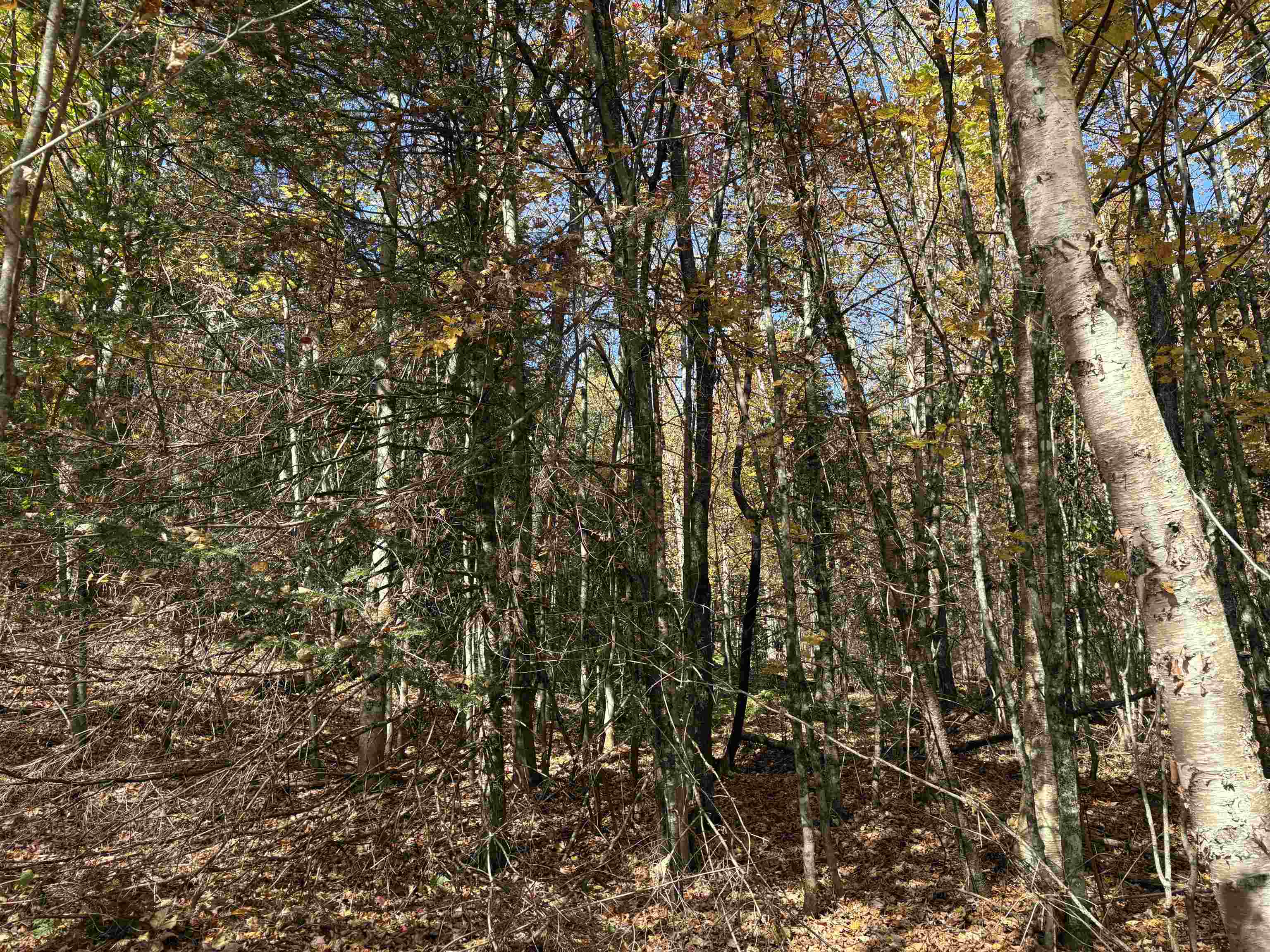 0 Baird Road West Burke, VT 05871 - Photo 7 of 21