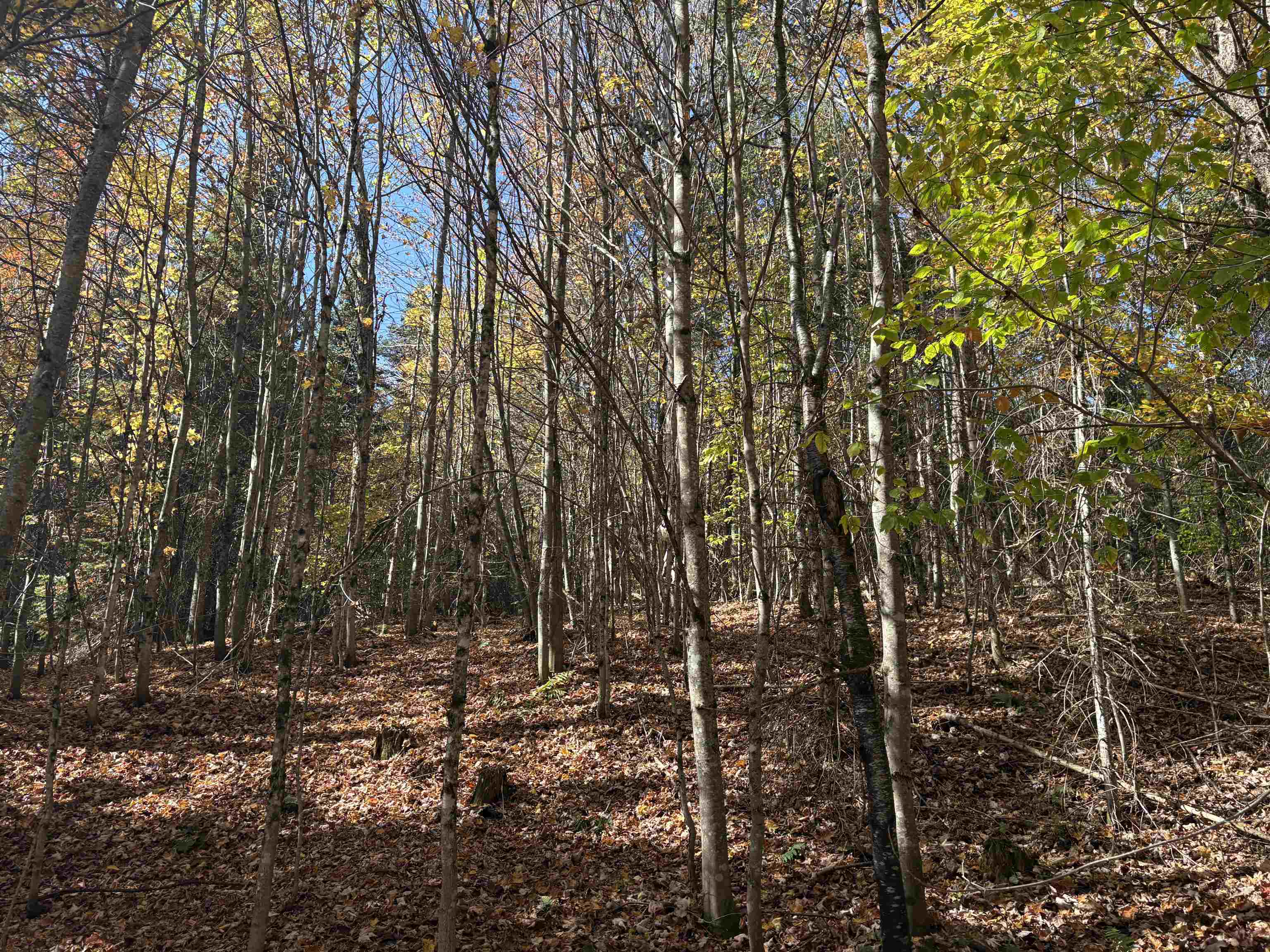 0 Baird Road West Burke, VT 05871 - Photo 8 of 21