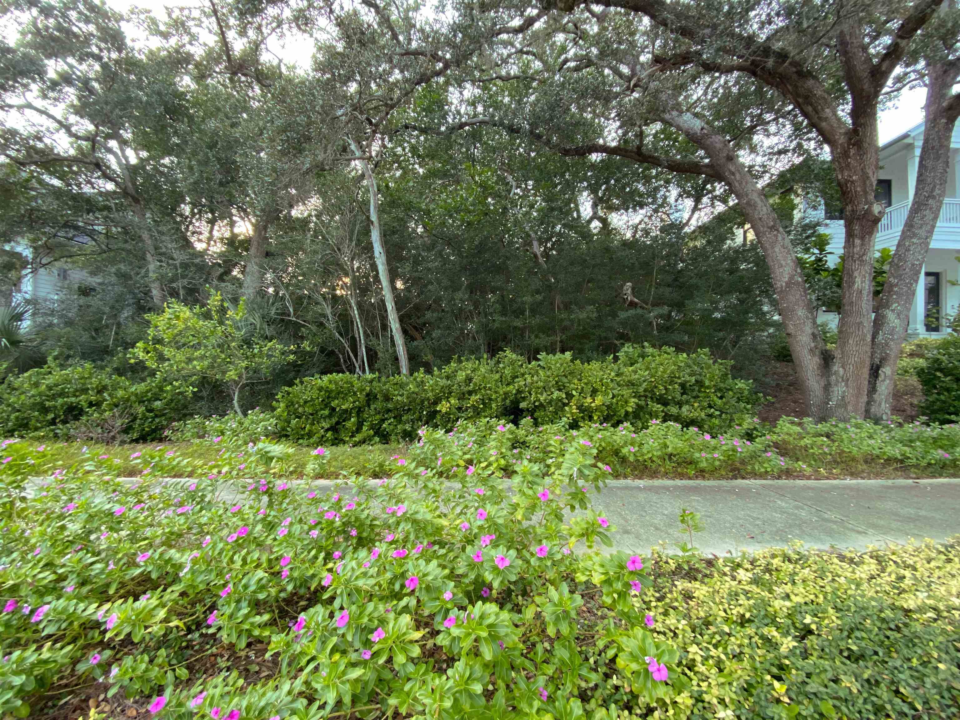 489 Ridgeway Road St. Augustine, FL 32080 - Photo 5 of 20 a view of a garden with plants and large trees