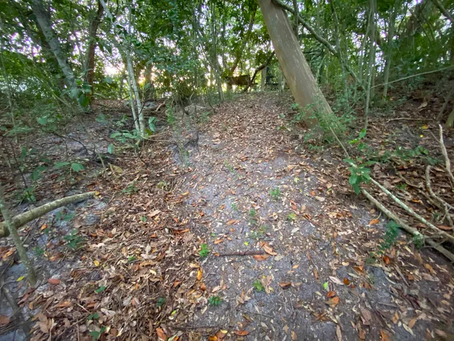 a view of outdoor space and tree