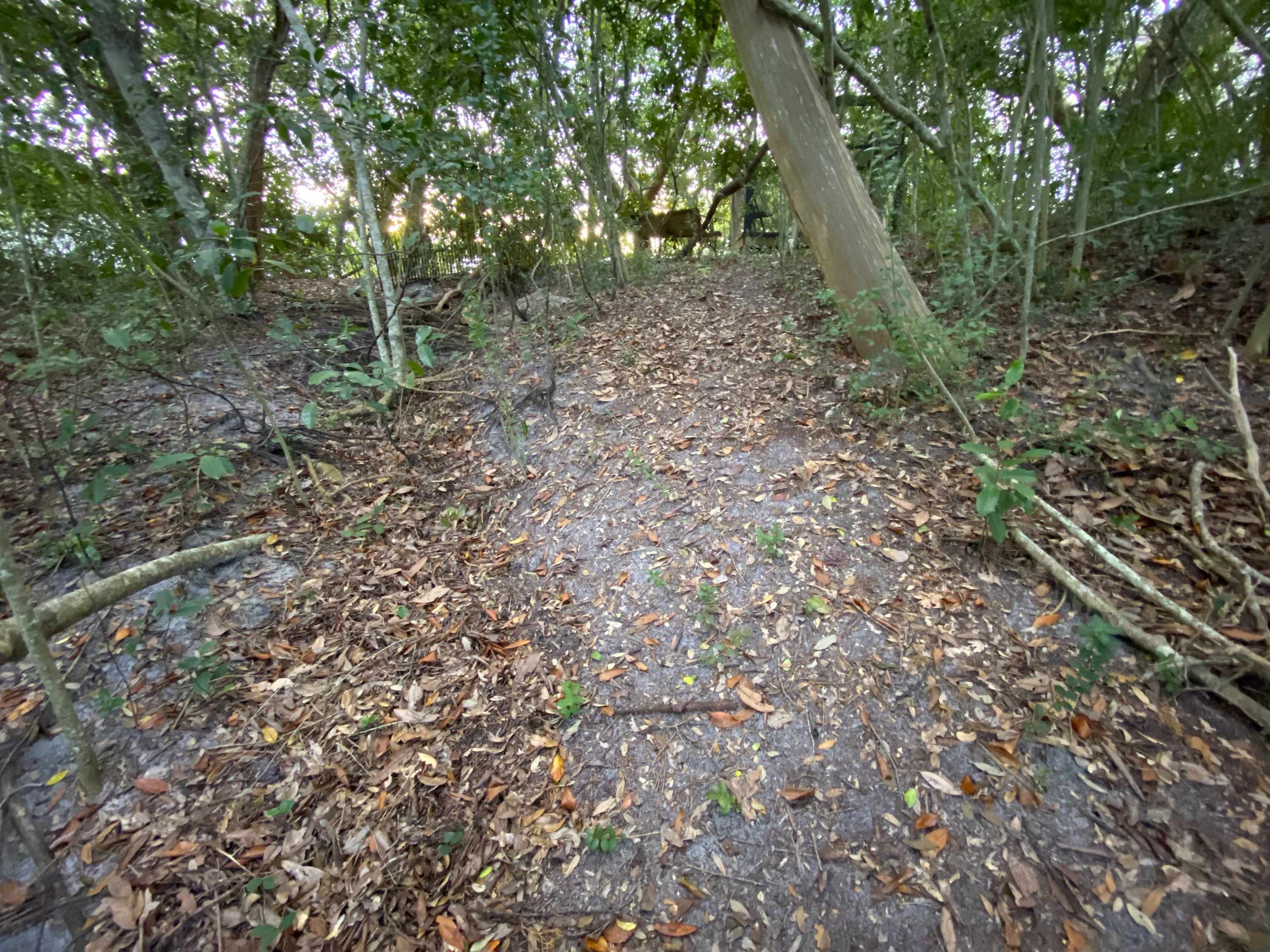 489 Ridgeway Road St. Augustine, FL 32080 - Photo 6 of 20 a view of outdoor space and tree