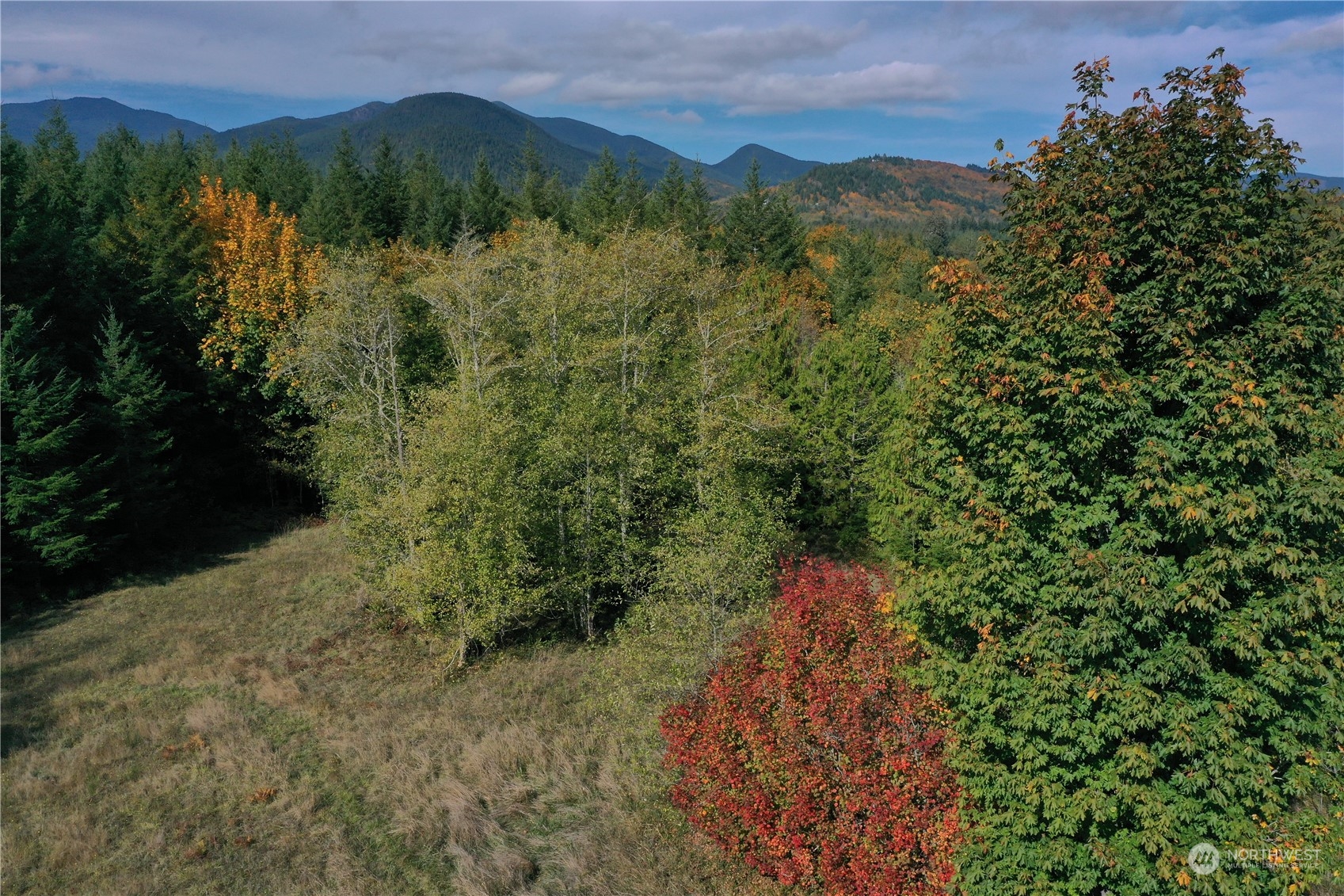 1395 Little Quil Road Quilcene, WA 98376 - Photo 34 of 39 a view of a forest with a street