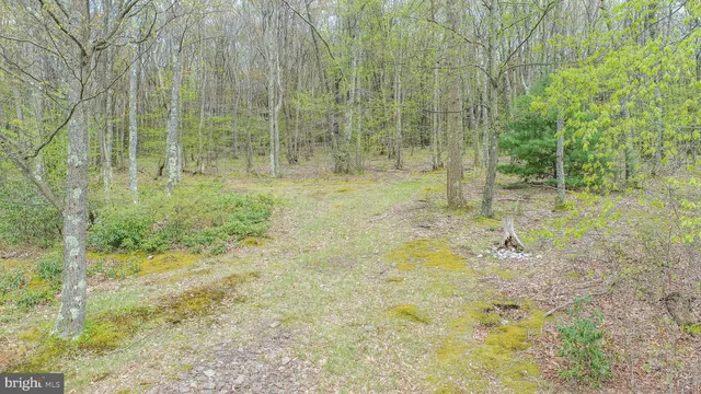 a view of a yard with trees