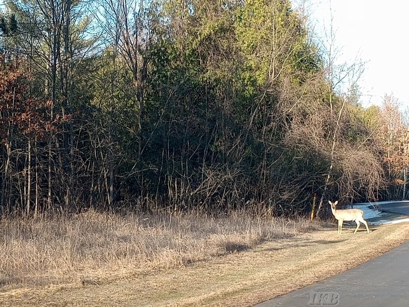 Lot 5 Castleview Gladwin, MI 48624 - Photo 1 of 9