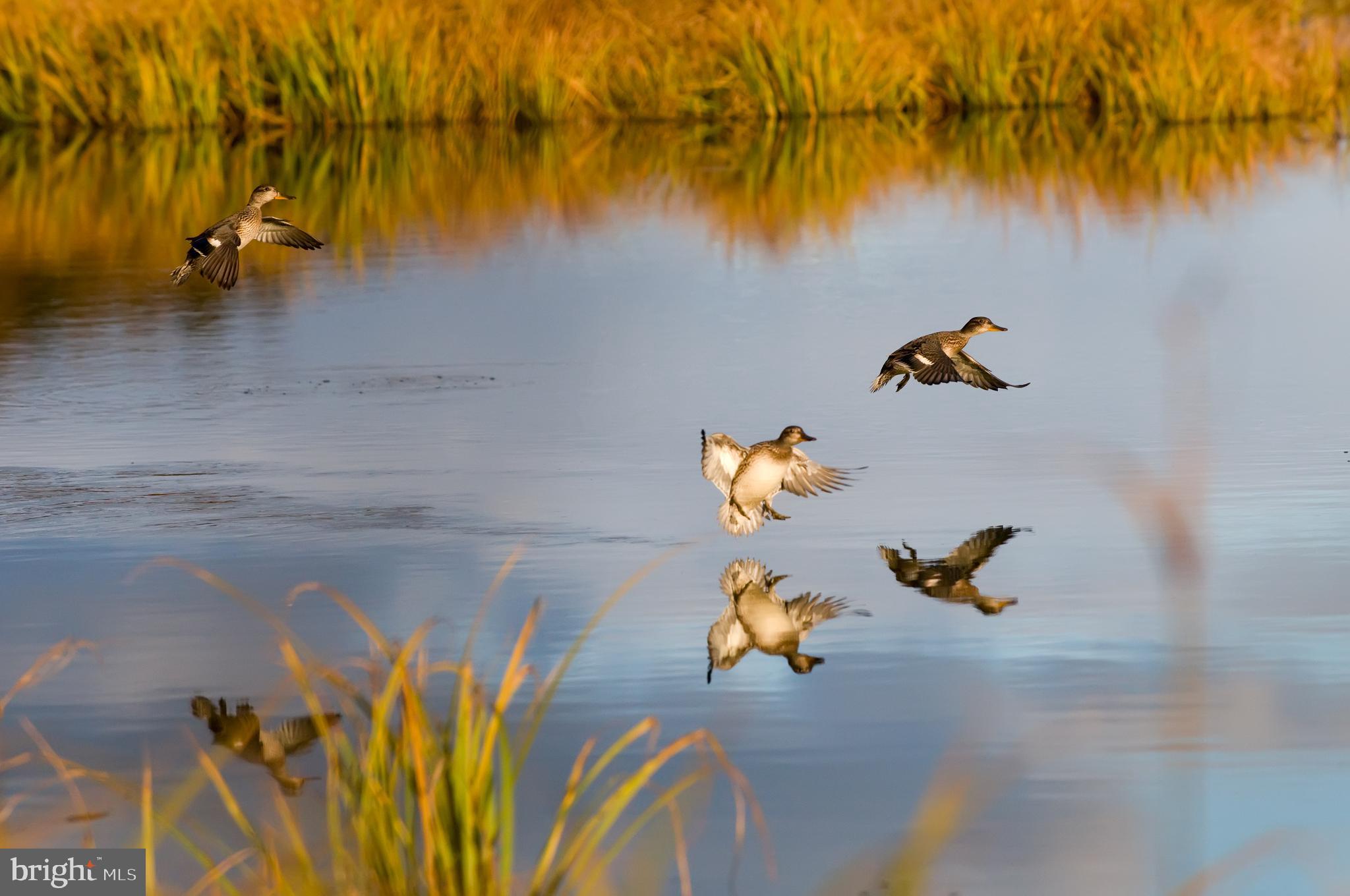 29245 Howell Point Road Trappe, MD 21673 - Photo 122 of 129