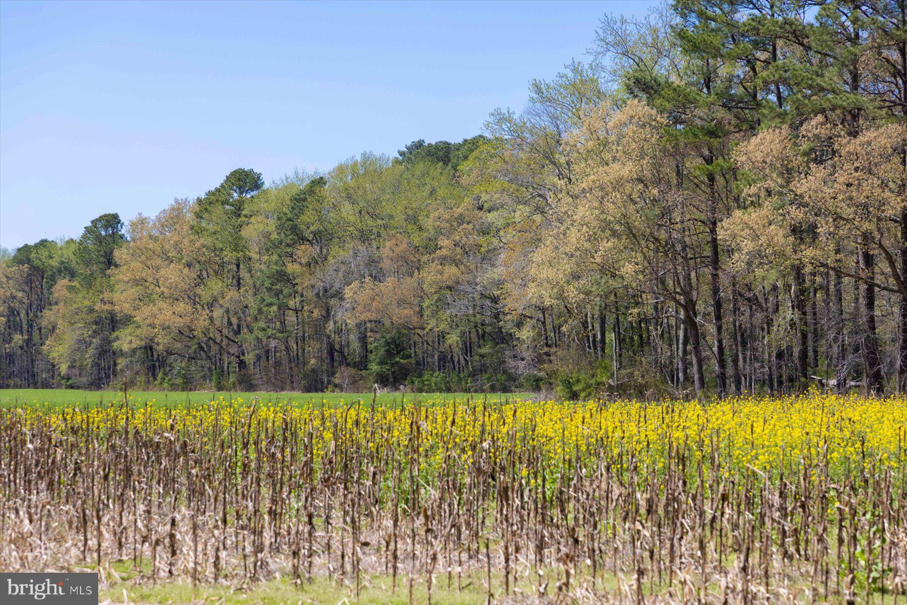 29245 Howell Point Road Trappe, MD 21673 - Photo 129 of 129