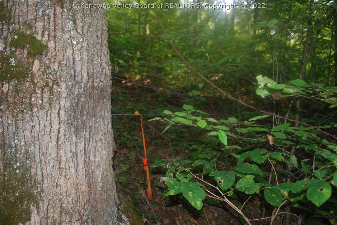 0 Jerrys Run Road Fraziers Bottom, WV 25082 - Photo 7 of 8 Gallery Image 7