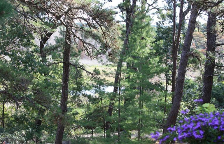 30 Fox Island Road, Unit 10D Wellfleet, MA 02667 - Photo 4 of 17 a view of a tree in a yard