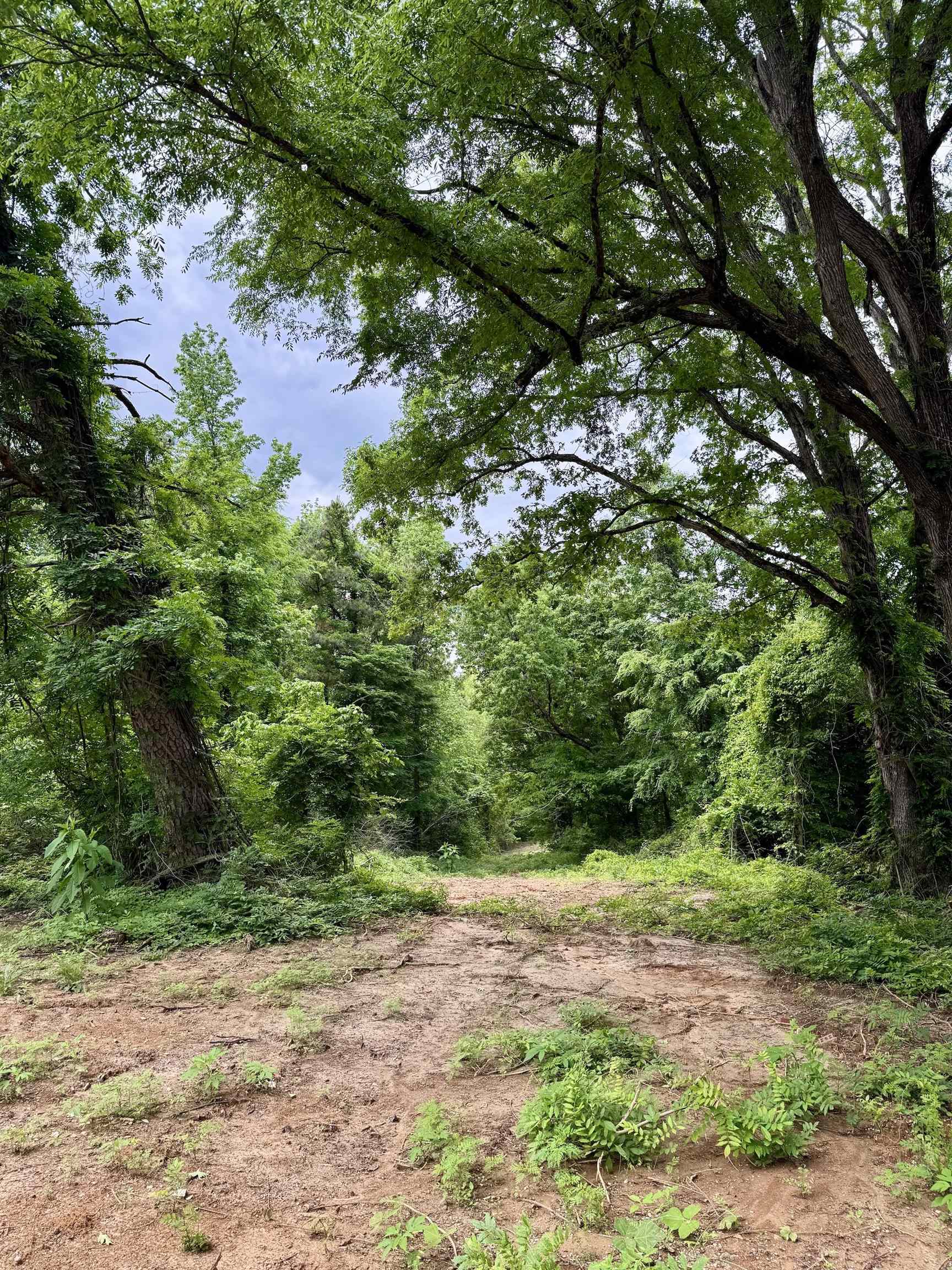 0 Silerton Road Road Bolivar, TN 38008 - Photo 11 of 23 a backyard of a house with lots of green space