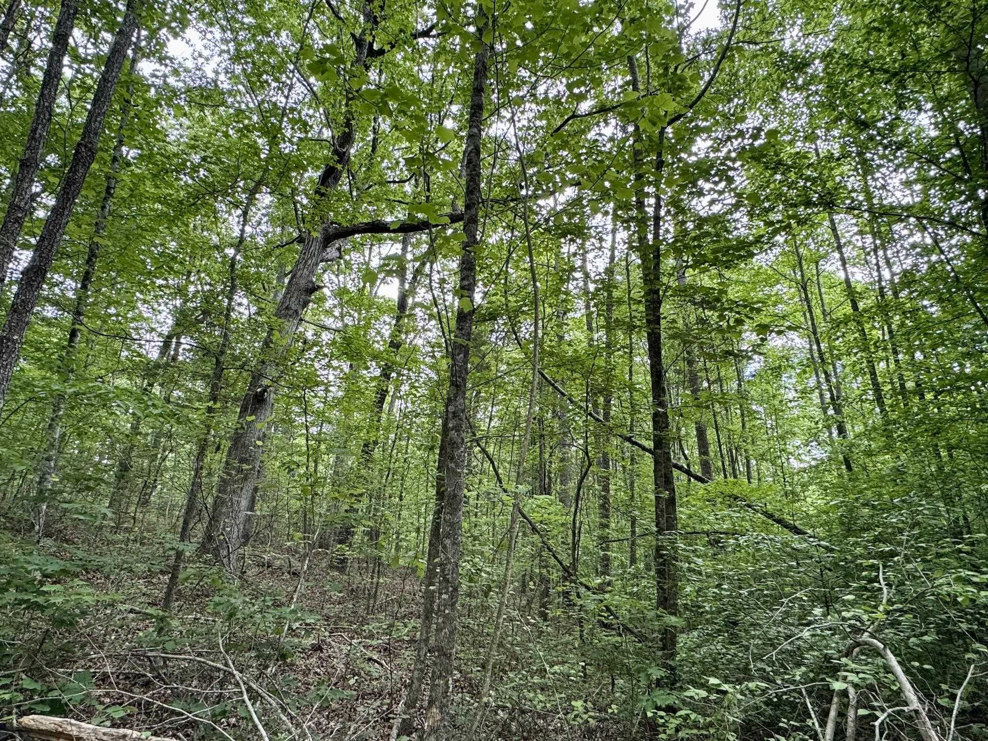 0 Silerton Road Road Bolivar, TN 38008 - Photo 12 of 23 a view of forest