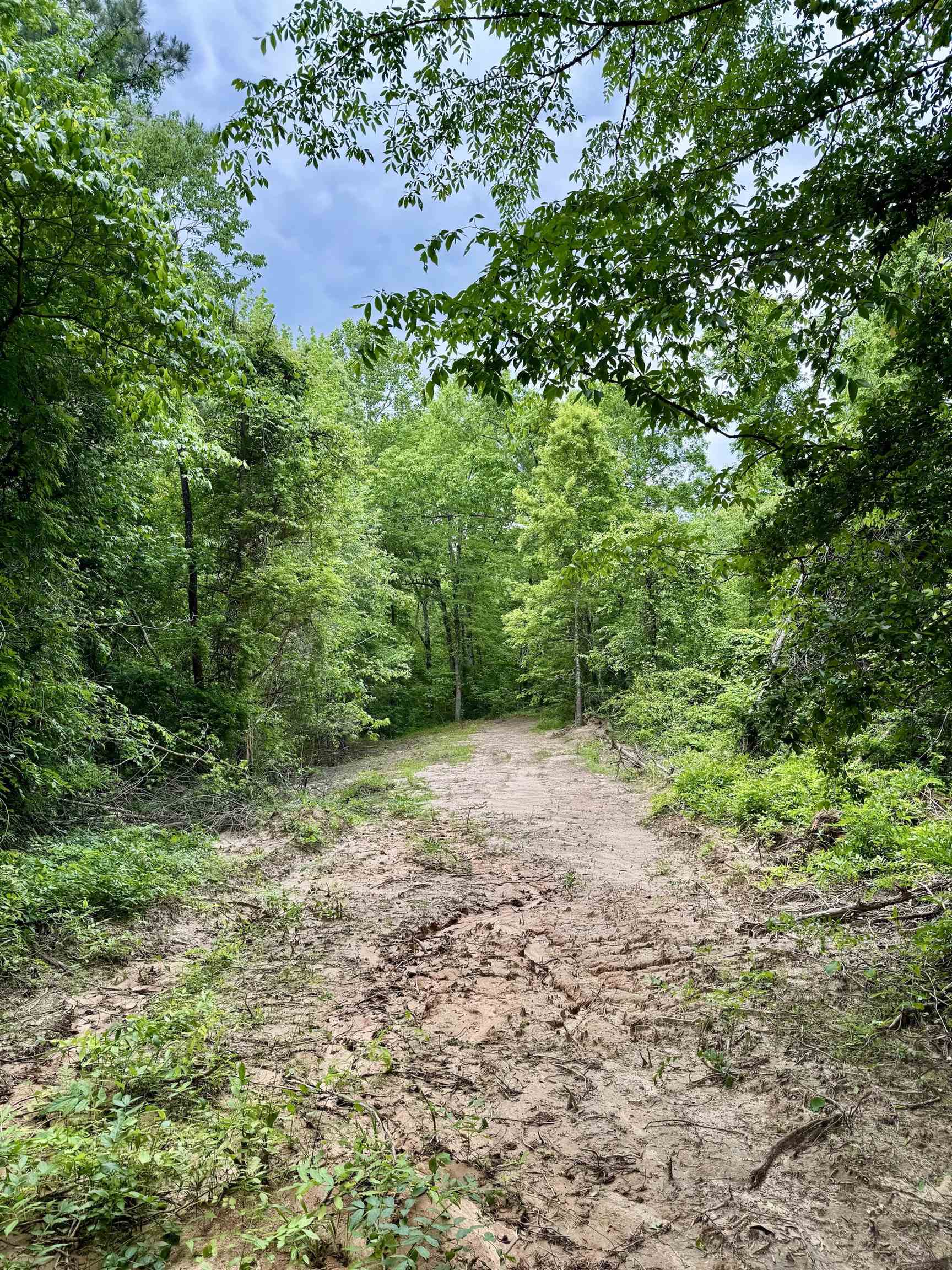 0 Silerton Road Road Bolivar, TN 38008 - Photo 13 of 23 a view of a yard with a plant