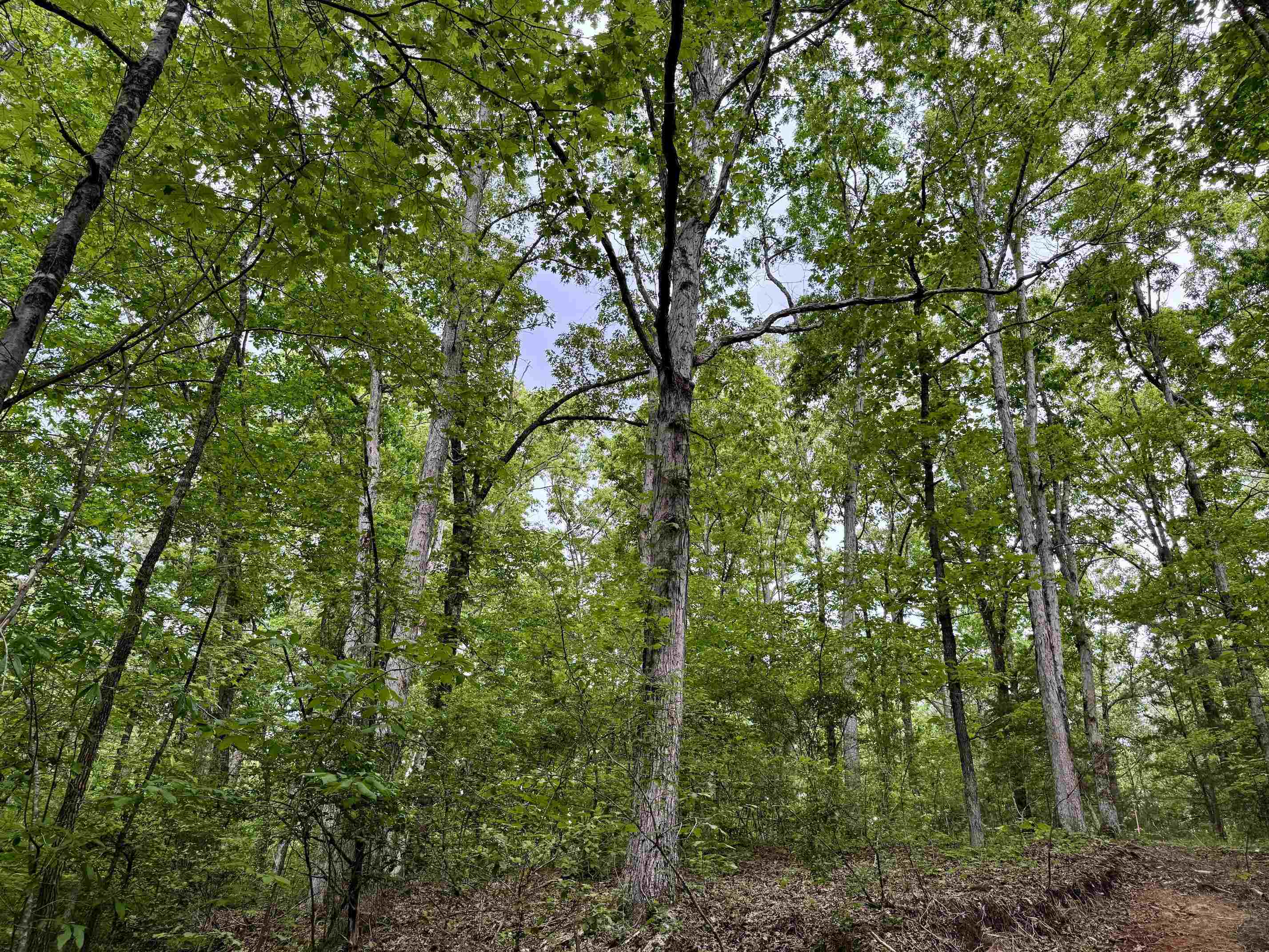 0 Silerton Road Road Bolivar, TN 38008 - Photo 14 of 23 a view of a lush green forest
