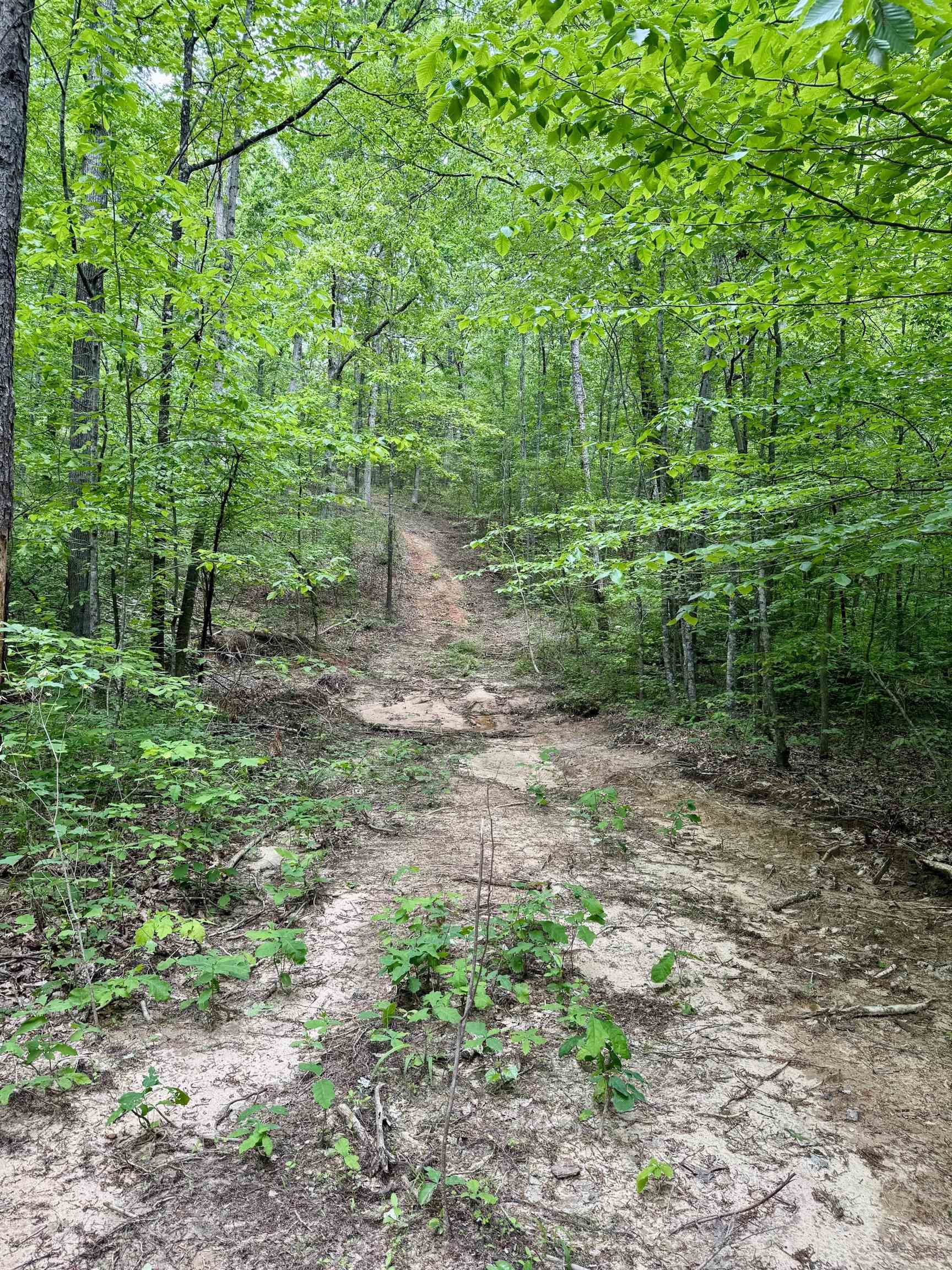 0 Silerton Road Road Bolivar, TN 38008 - Photo 15 of 23 a big yard with lots of green space and deers