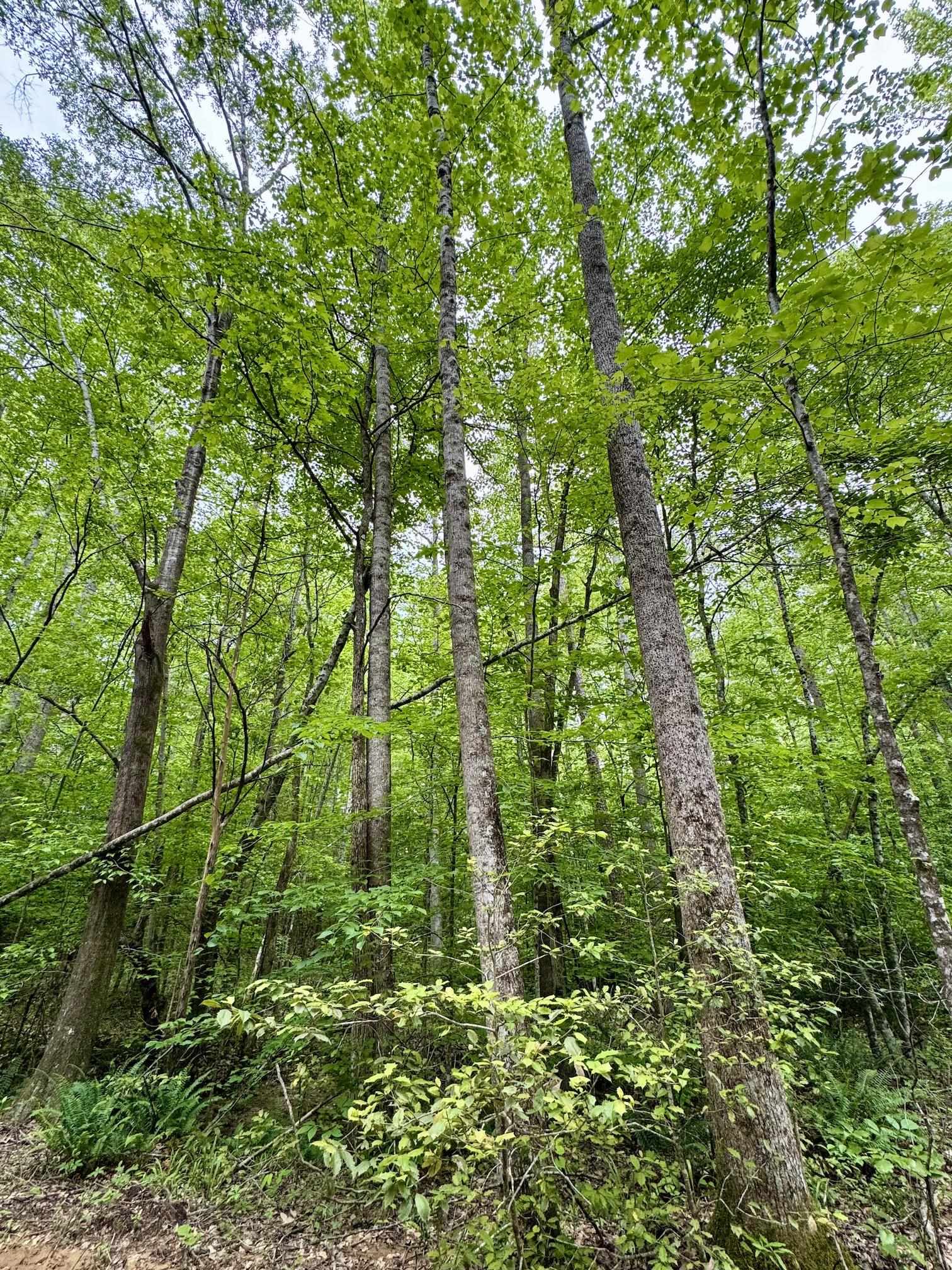0 Silerton Road Road Bolivar, TN 38008 - Photo 16 of 23 a backyard of a house with lots of swings and plants