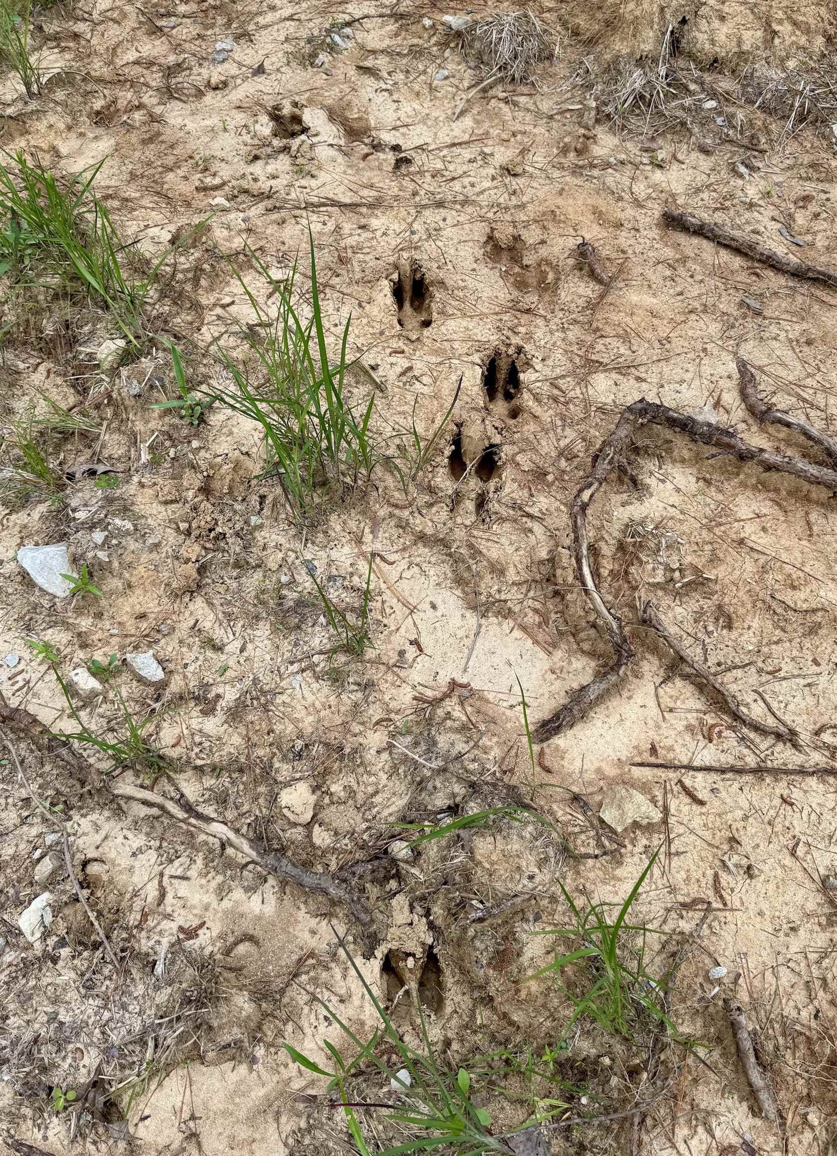 0 Silerton Road Road Bolivar, TN 38008 - Photo 18 of 23 a view of plant in a field
