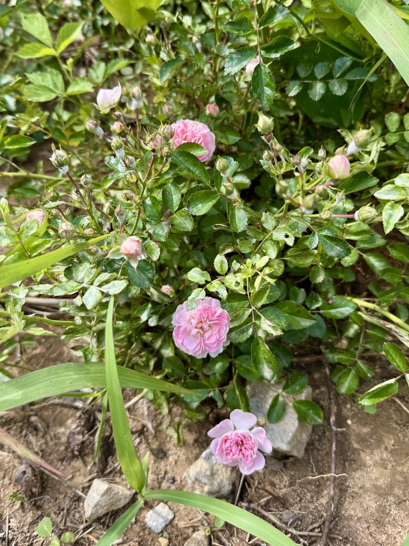 0 Silerton Road Road Bolivar, TN 38008 - Photo 19 of 23