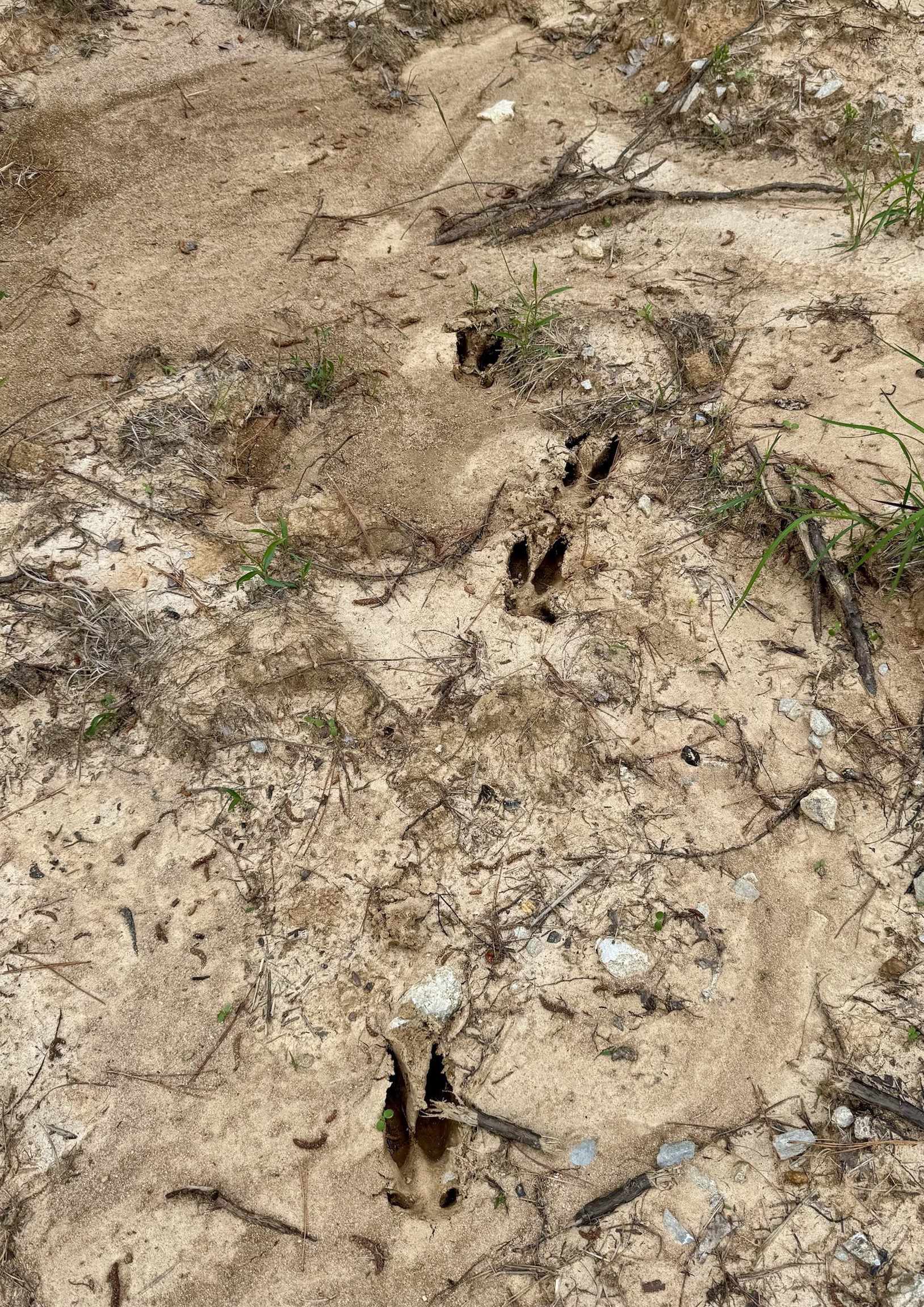 0 Silerton Road Road Bolivar, TN 38008 - Photo 3 of 23 a view of a yard