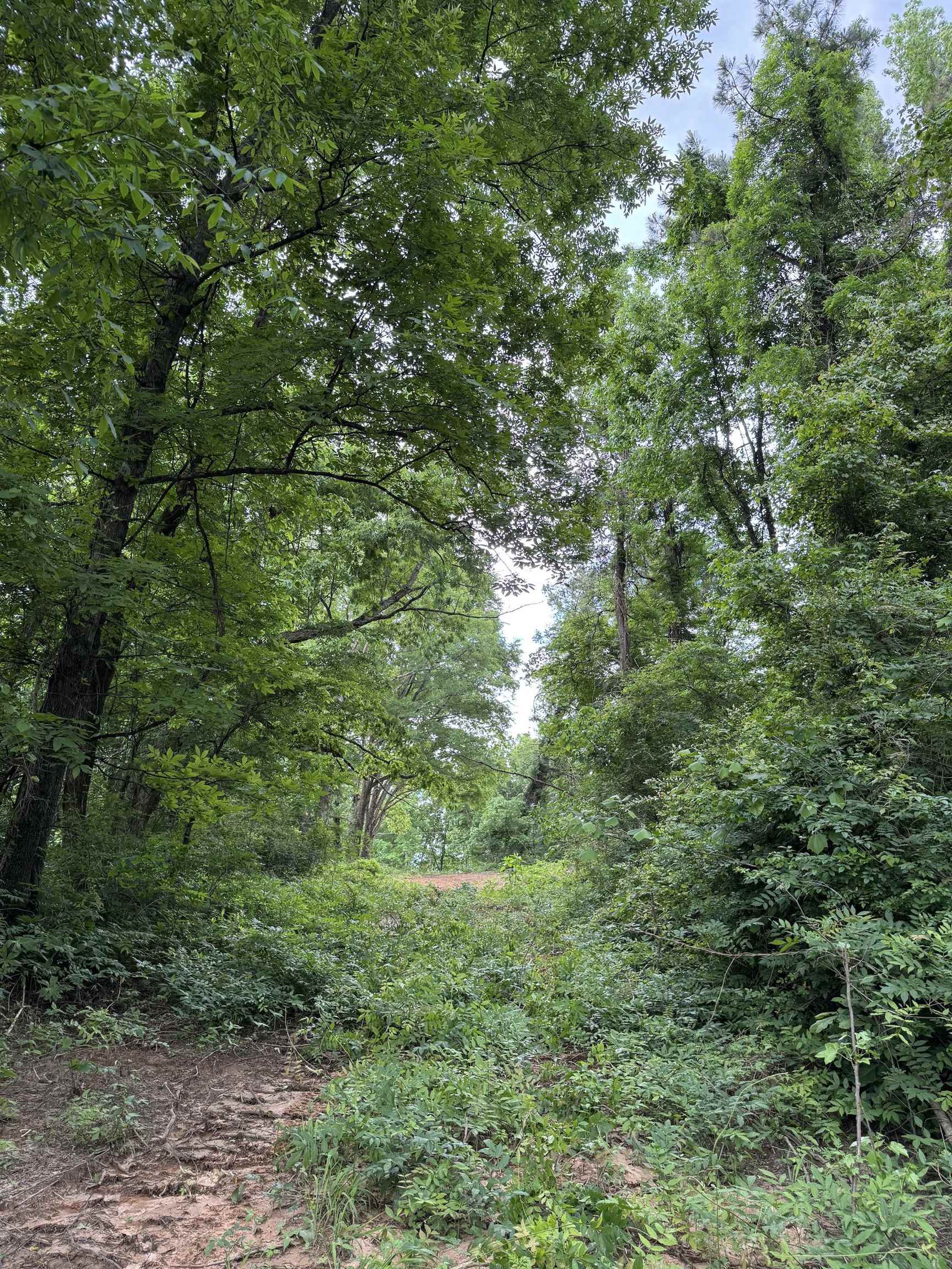 0 Silerton Road Road Bolivar, TN 38008 - Photo 7 of 23 a view of a lush green forest