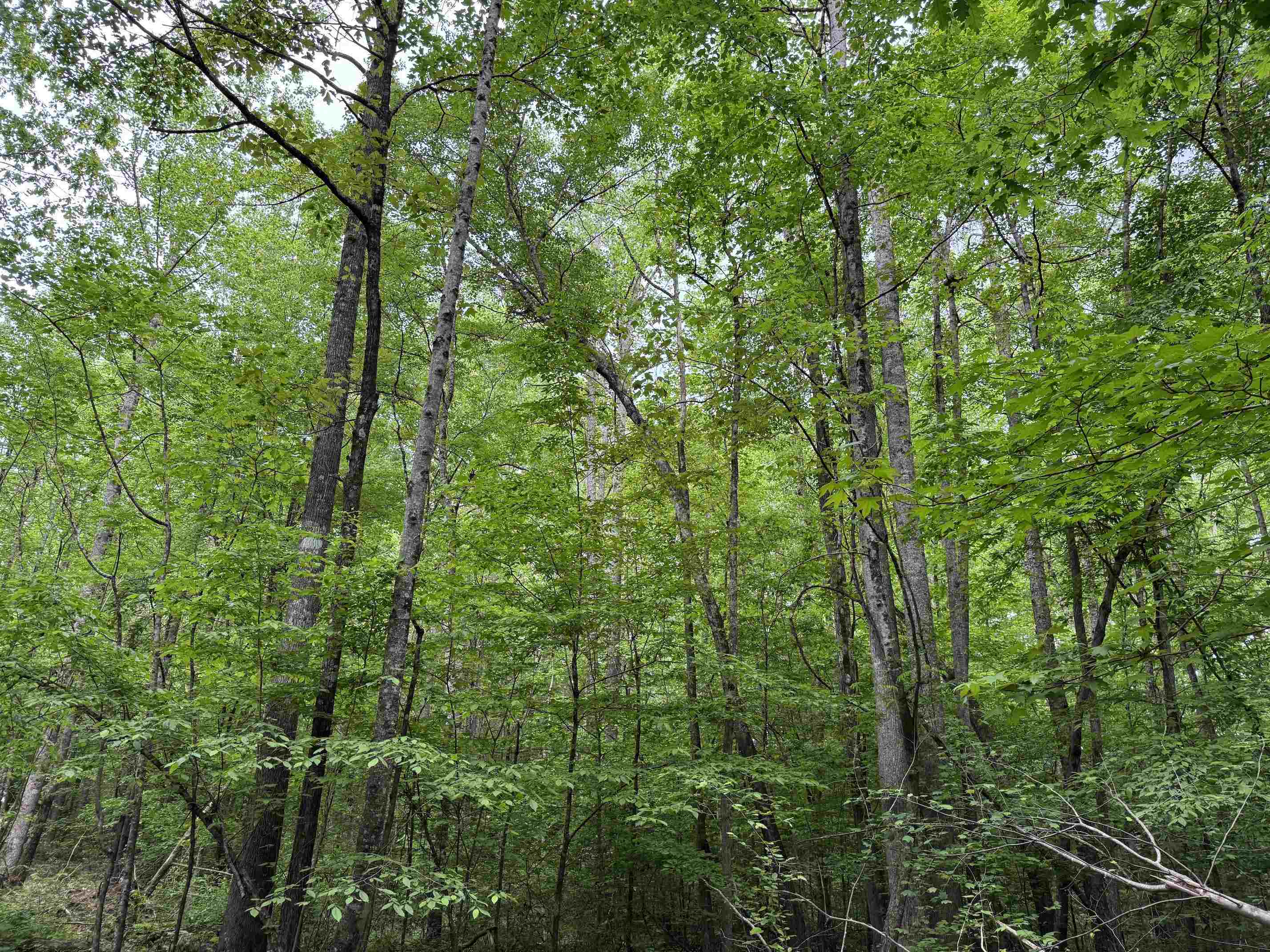 0 Silerton Road Road Bolivar, TN 38008 - Photo 8 of 23 a view of a lush green forest