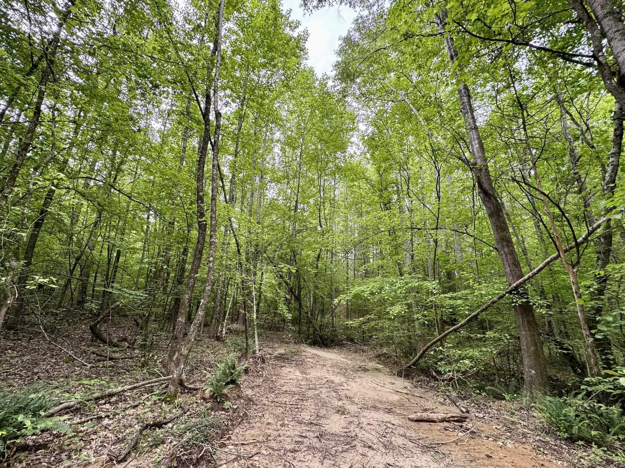 0 Silerton Road Road Bolivar, TN 38008 - Photo 9 of 23 a view of a forest with trees