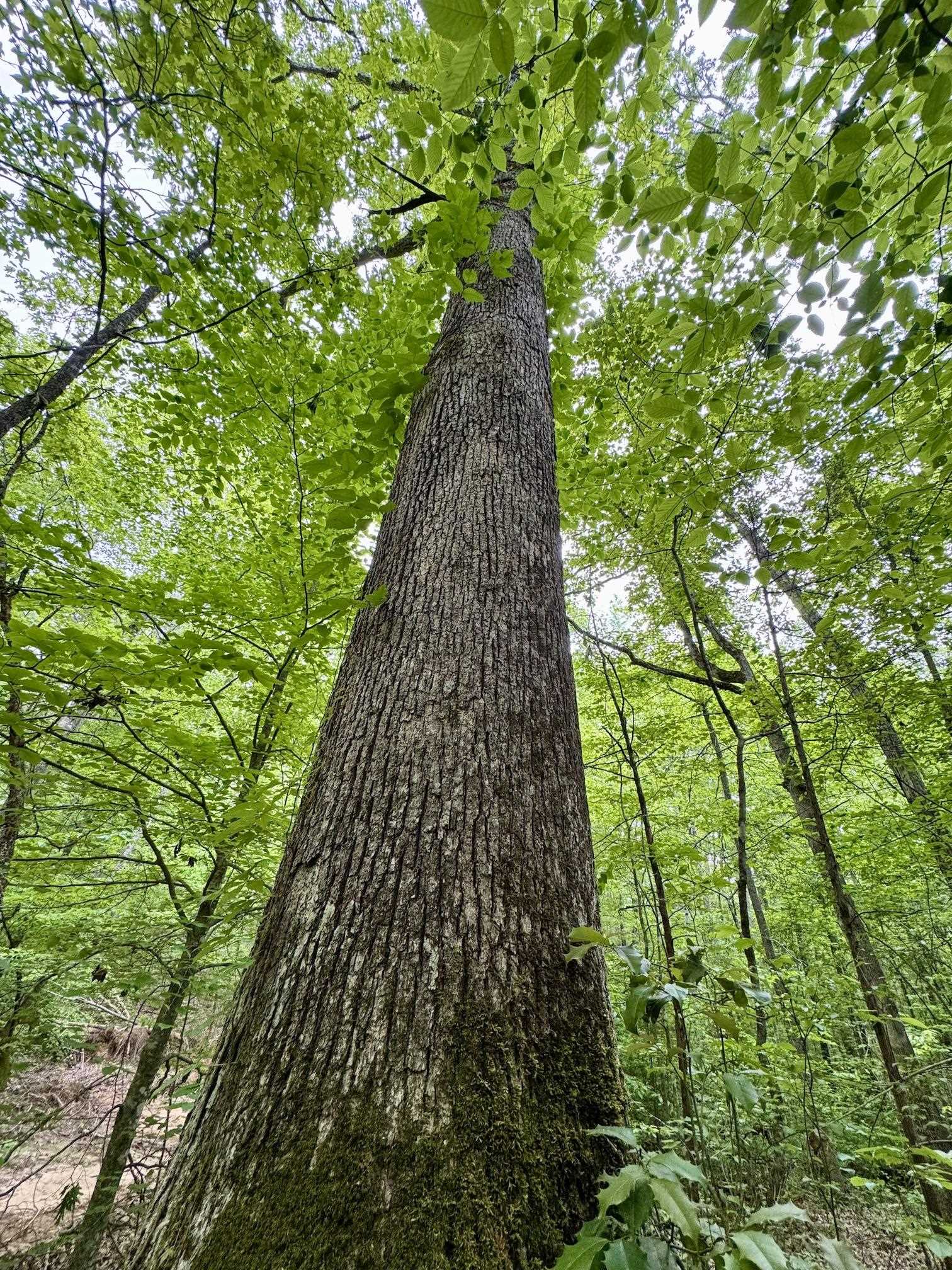 0 Silerton Road Road Bolivar, TN 38008 - Photo 10 of 23 a view of a garden