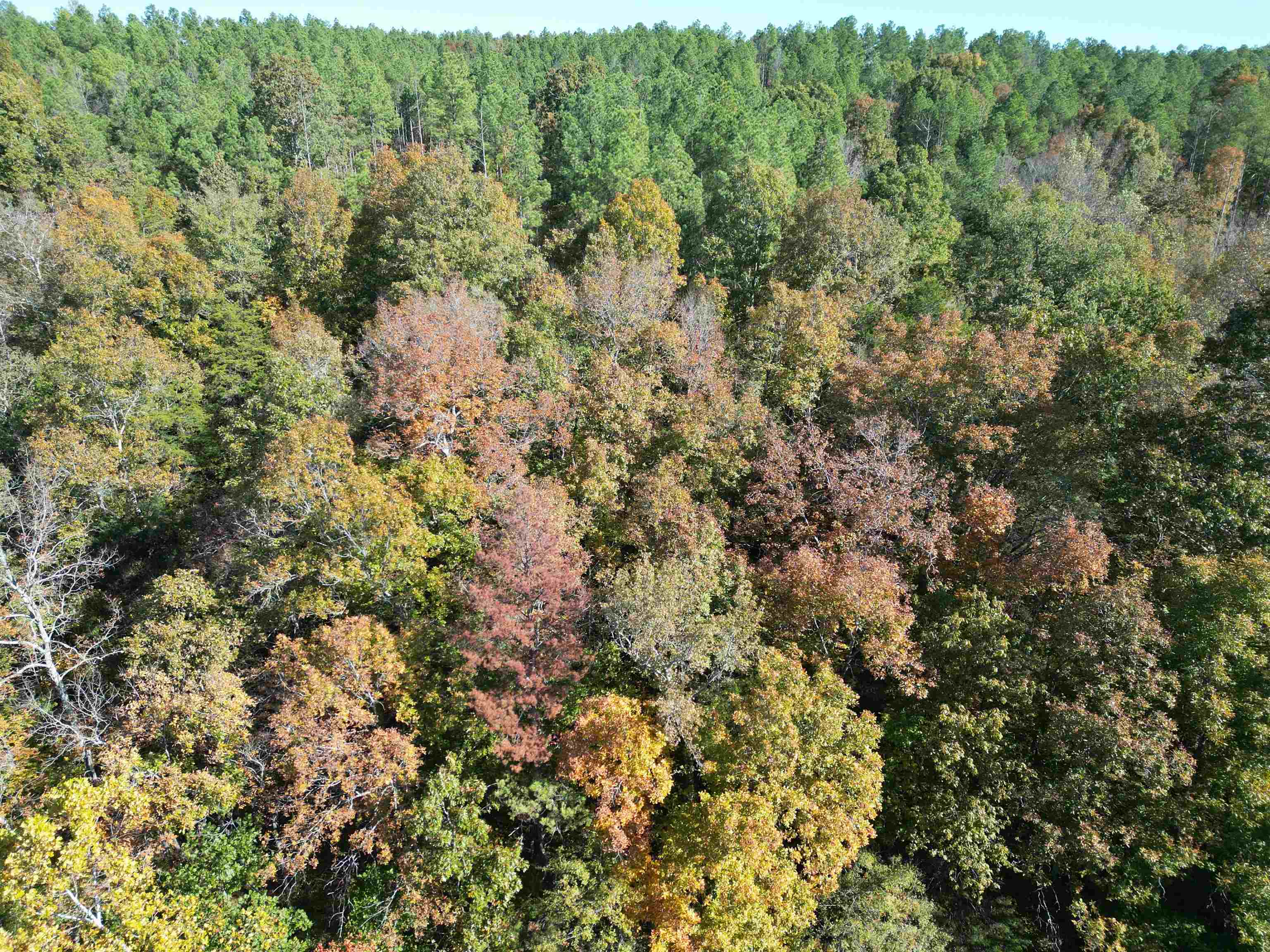 3 Cherry Chapel Loop Savannah, TN 38372 - Photo 16 of 17 a view of a forest with a lush green forest