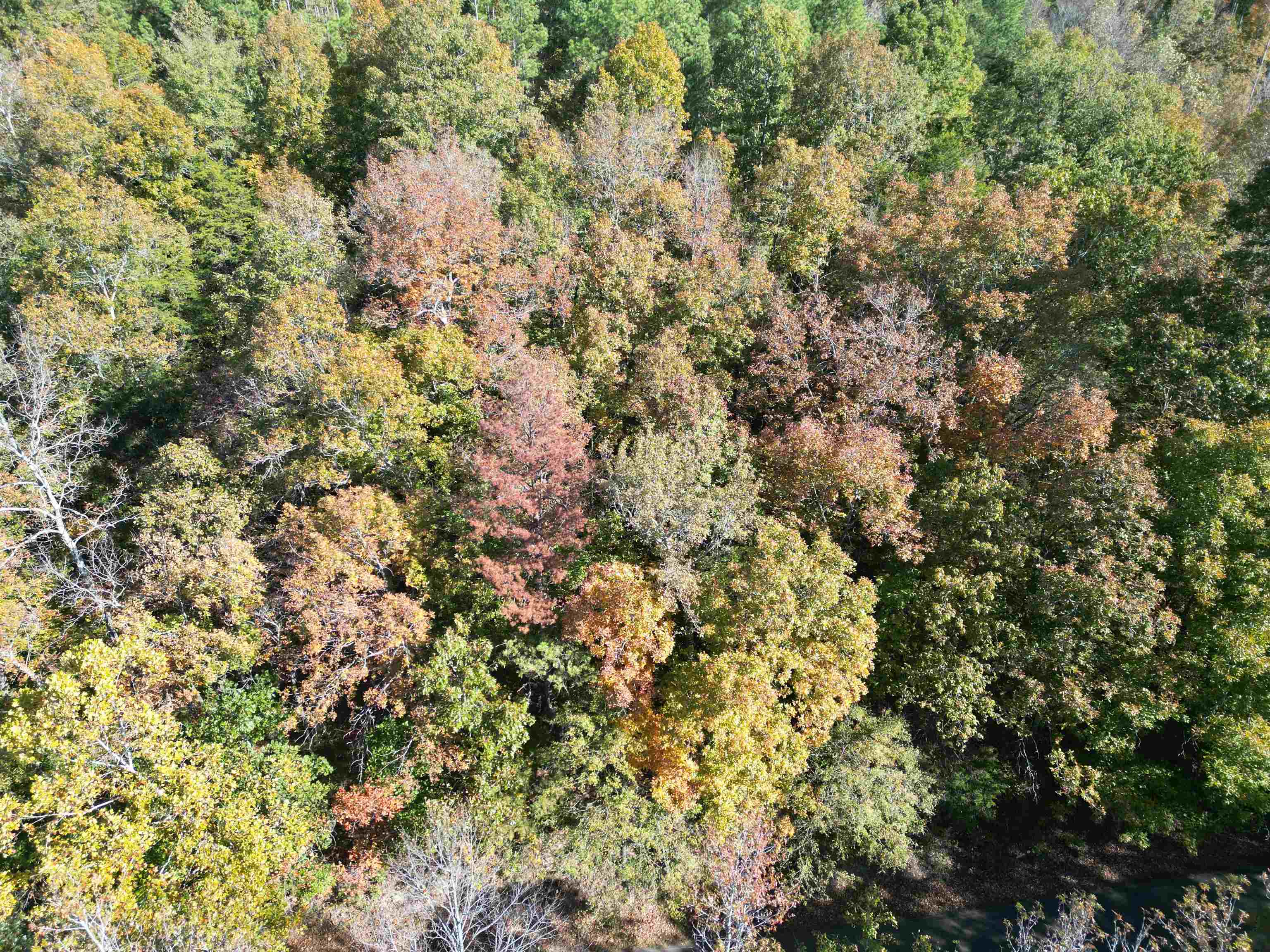 3 Cherry Chapel Loop Savannah, TN 38372 - Photo 17 of 17 a view of a tree