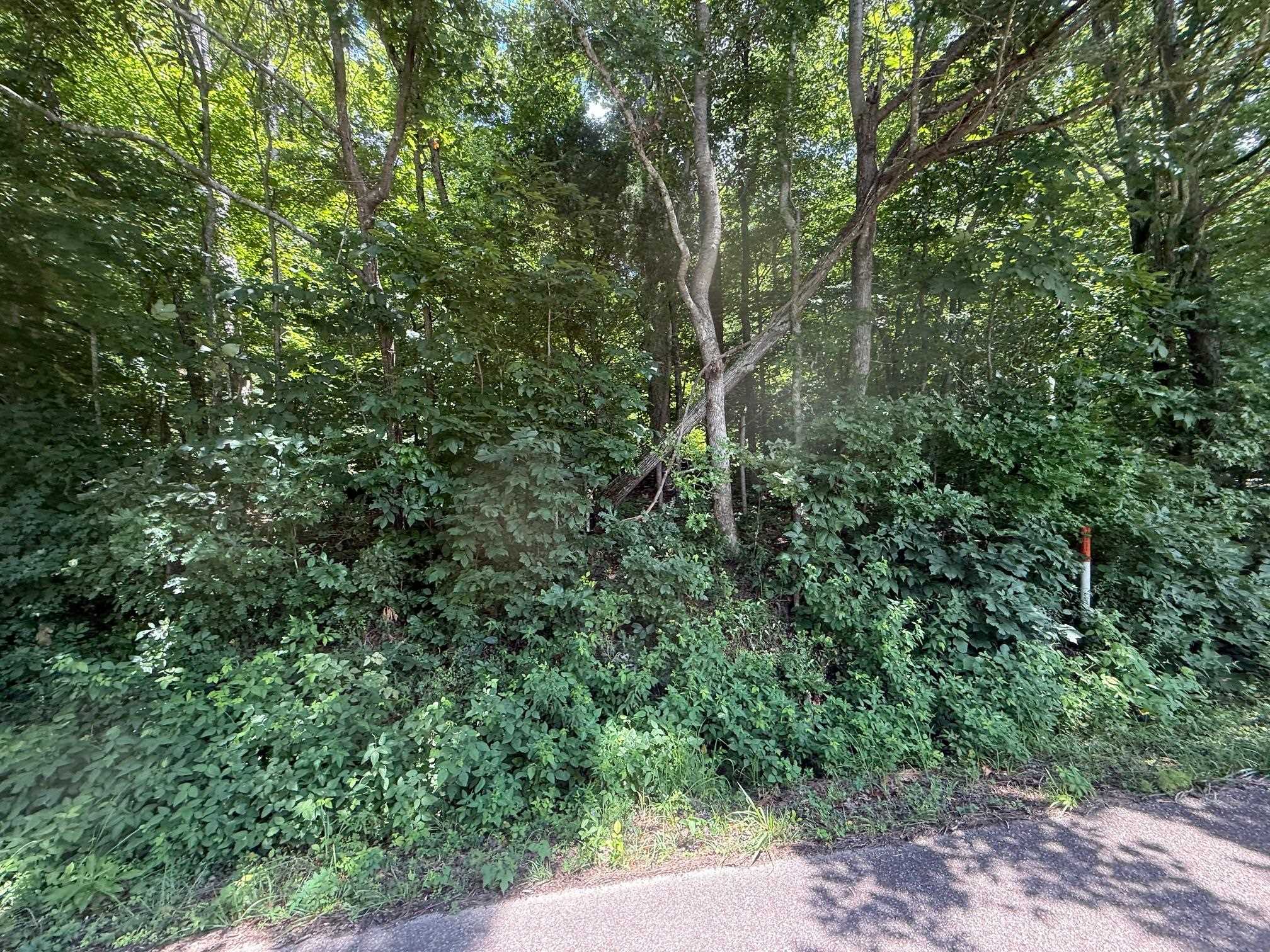 3 Cherry Chapel Loop Savannah, TN 38372 - Photo 5 of 17 a view of a forest with a tree