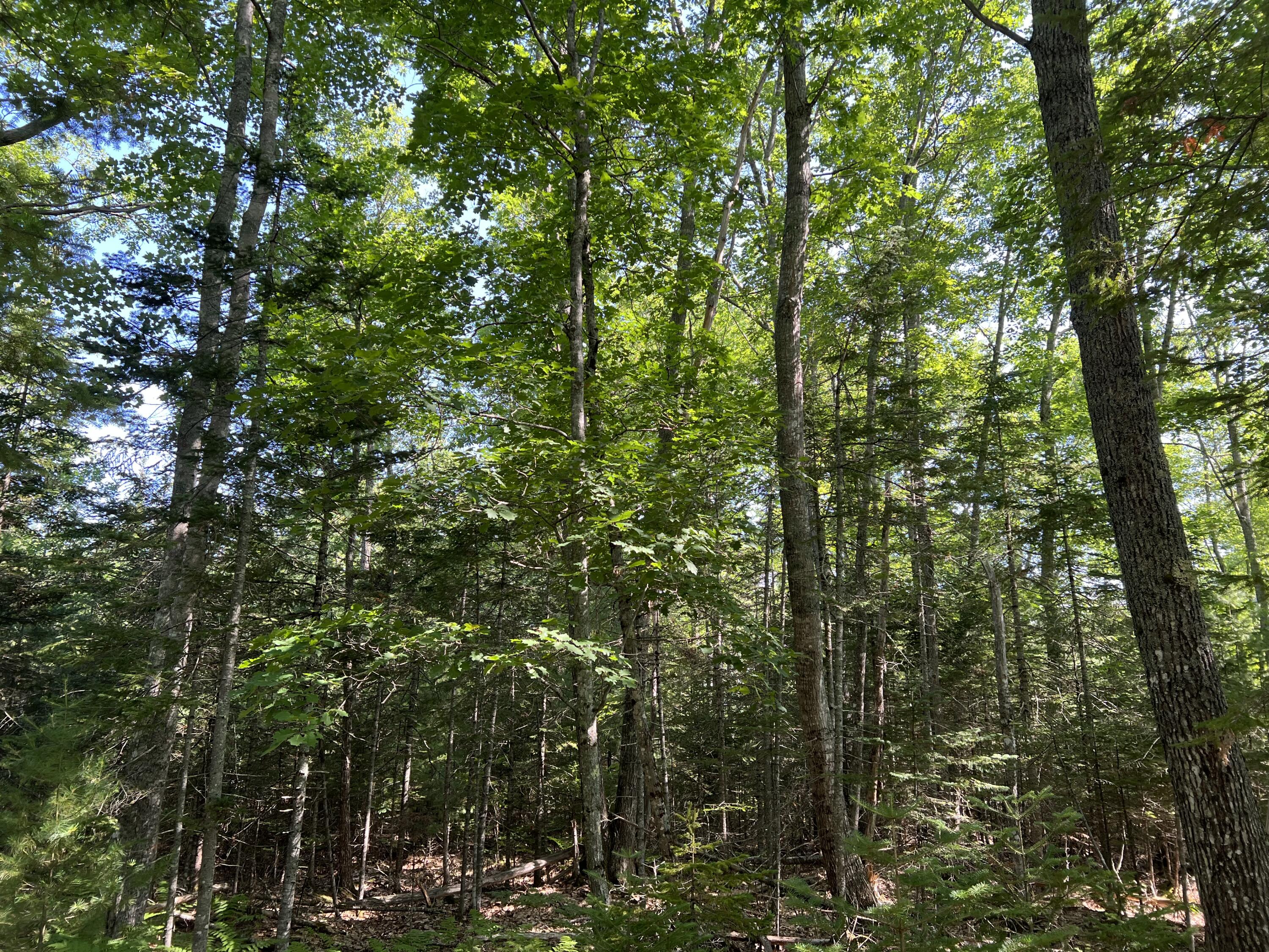 -lowerfal Lower Falls Road Orland, ME 04472 - Photo 10 of 11 IMG_8687 1