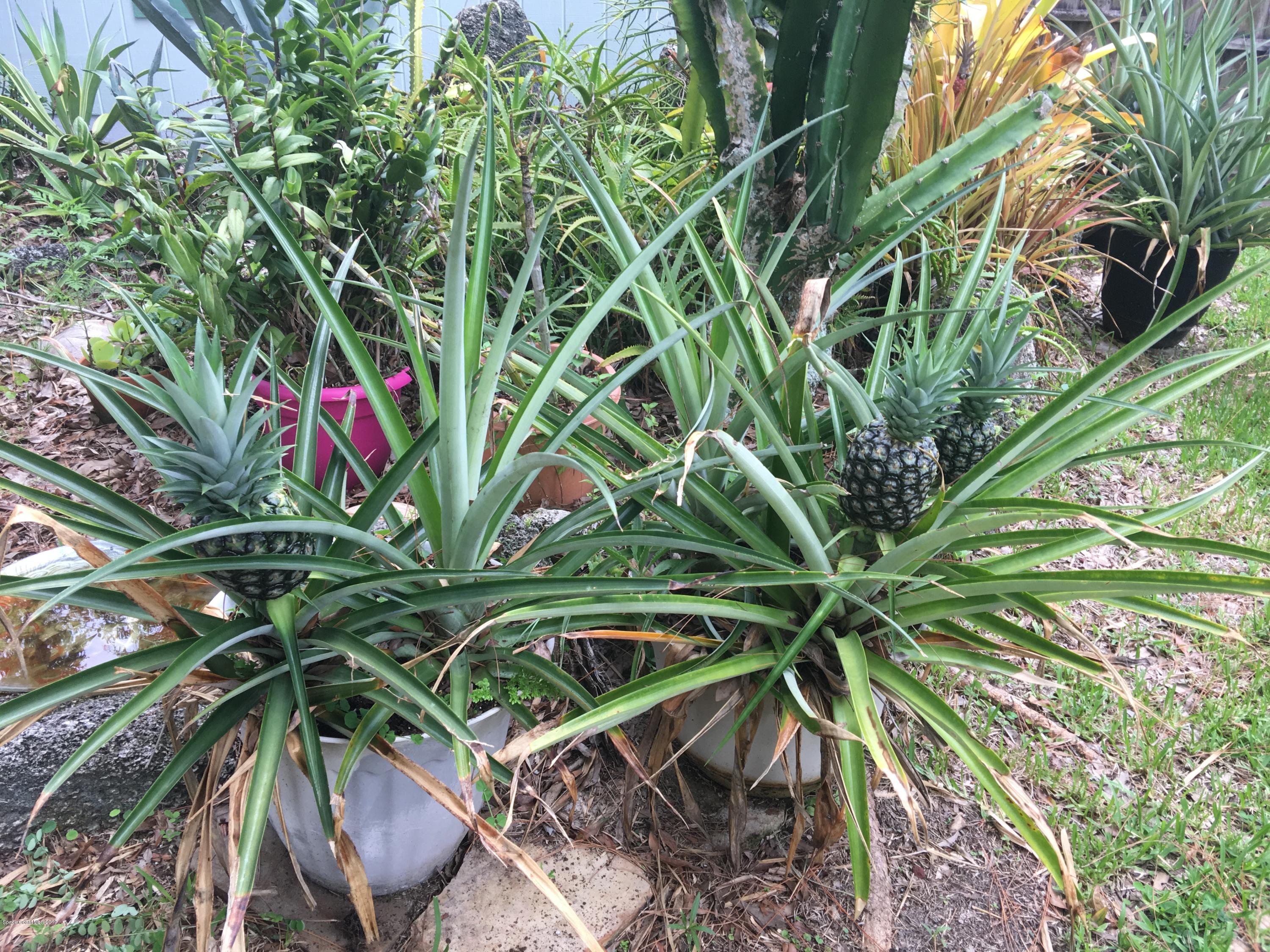 170 Santa Rosa Avenue Southwest Palm Bay, FL 32908 - Photo 29 of 32 Gardeners Paradise