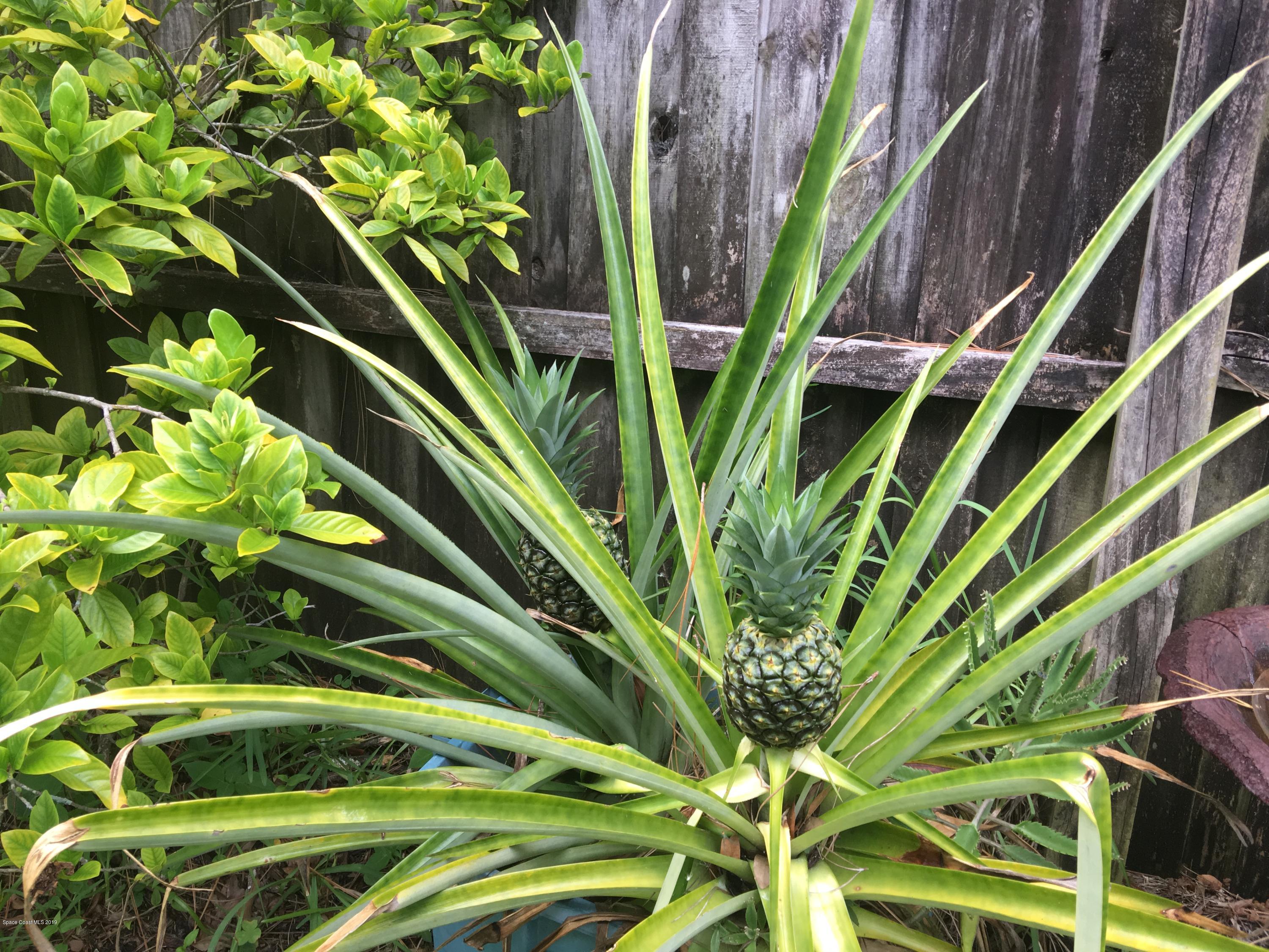 170 Santa Rosa Avenue Southwest Palm Bay, FL 32908 - Photo 31 of 32 Pineapple plants