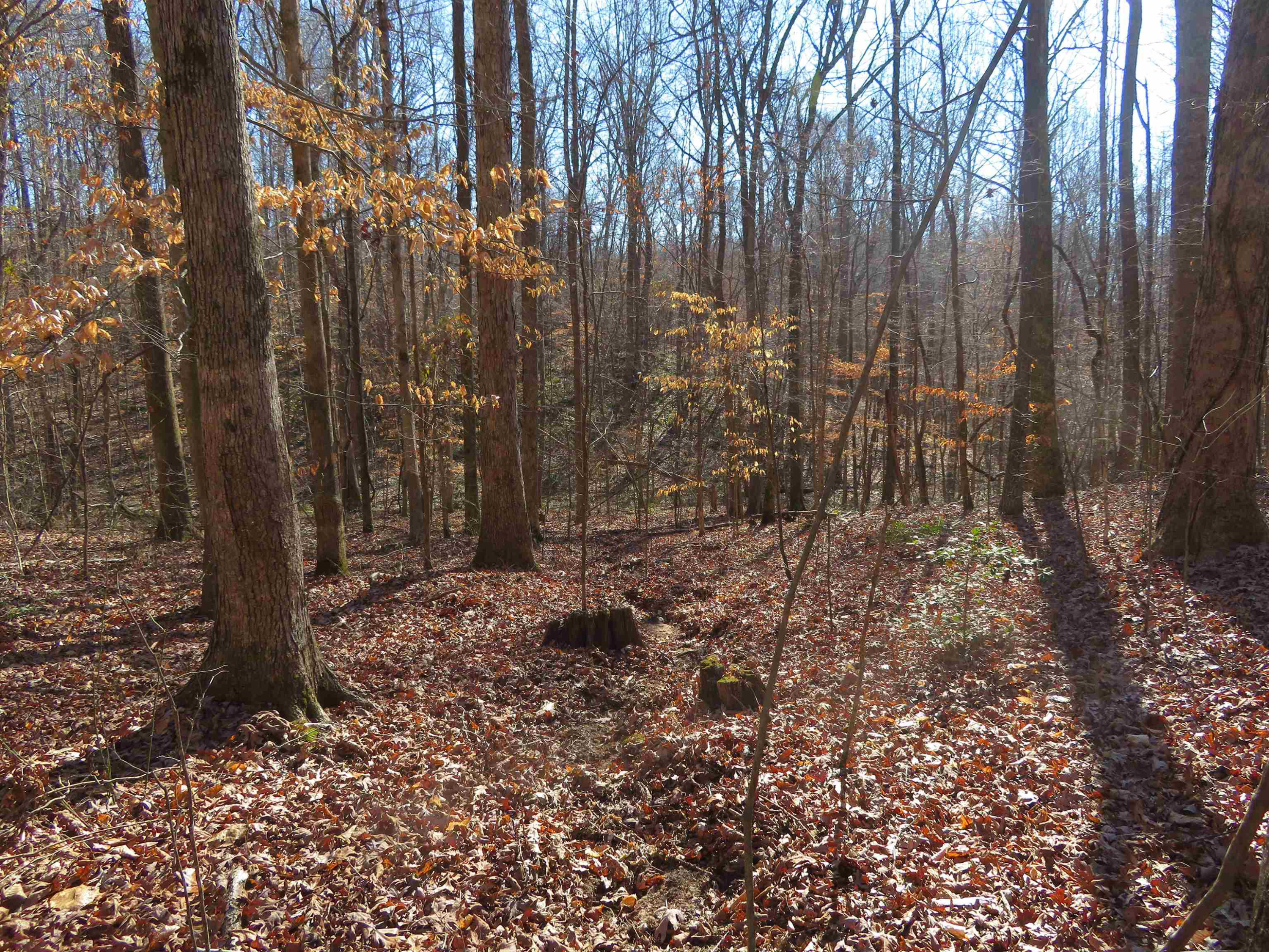 737 Potts Chapel Road Jackson, TN 38305 - Photo 16 of 31 a view of a backyard of the house