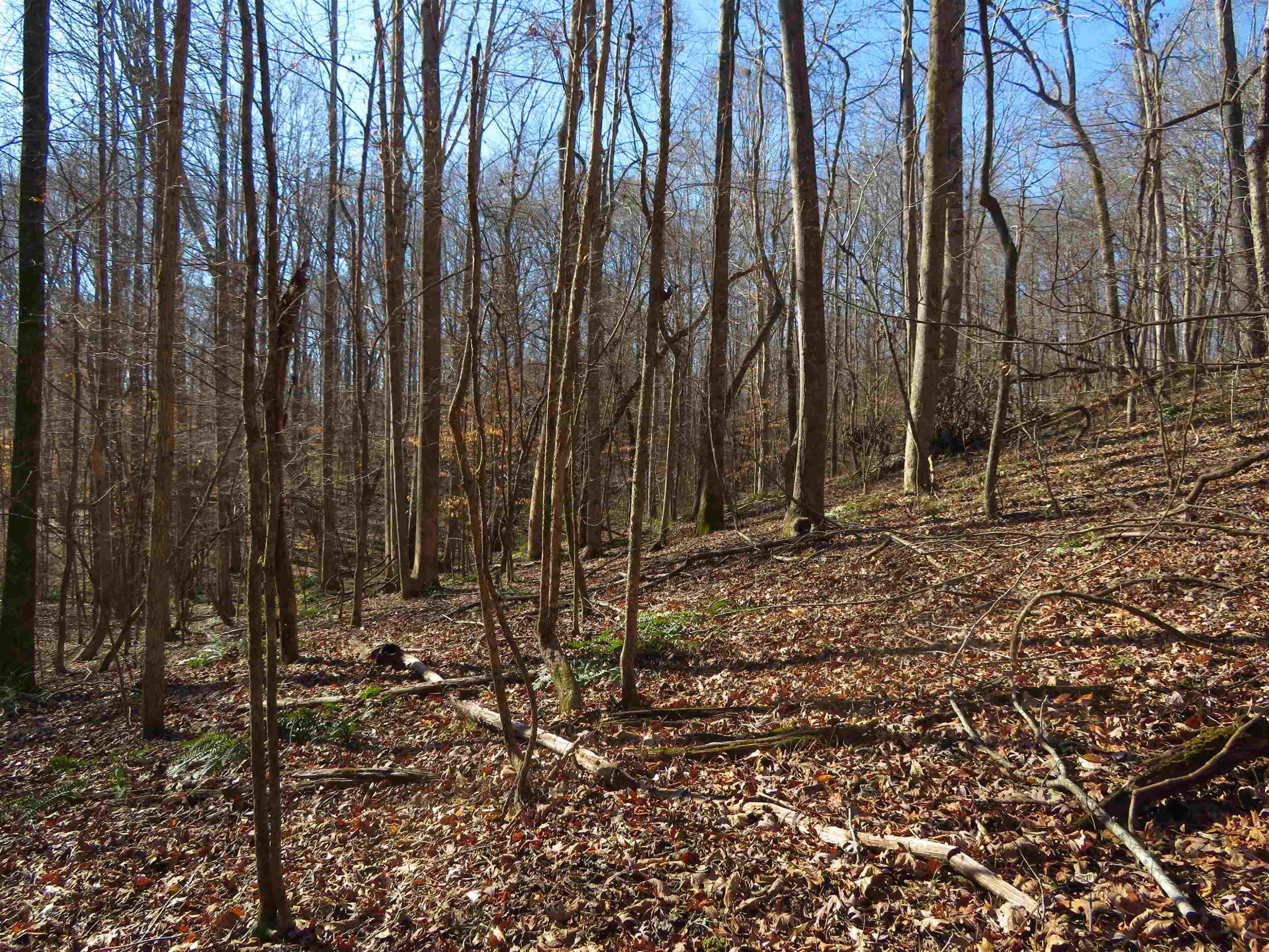 737 Potts Chapel Road Jackson, TN 38305 - Photo 19 of 31 a view of a backyard