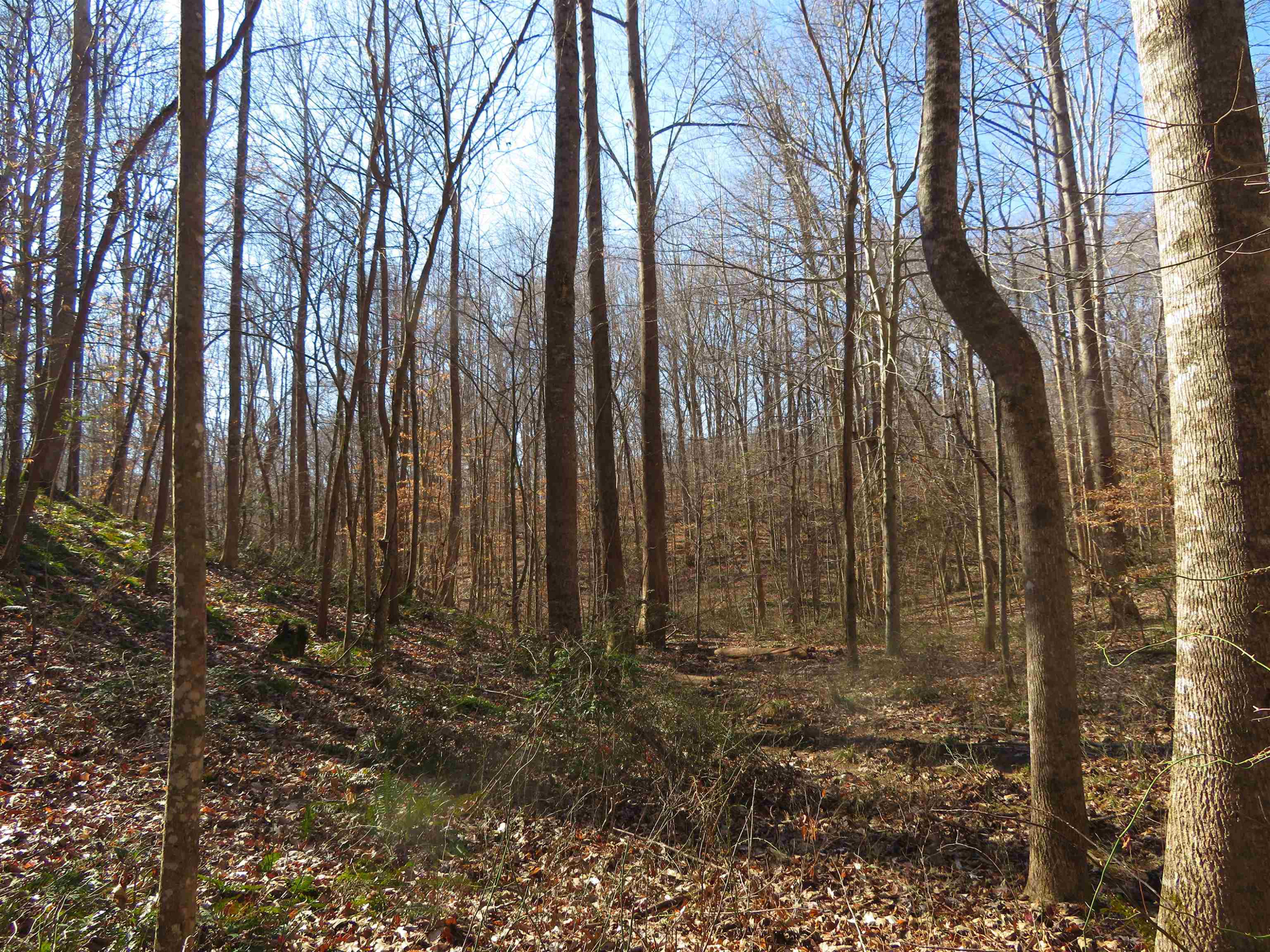 737 Potts Chapel Road Jackson, TN 38305 - Photo 20 of 31 a view of a backyard of the house