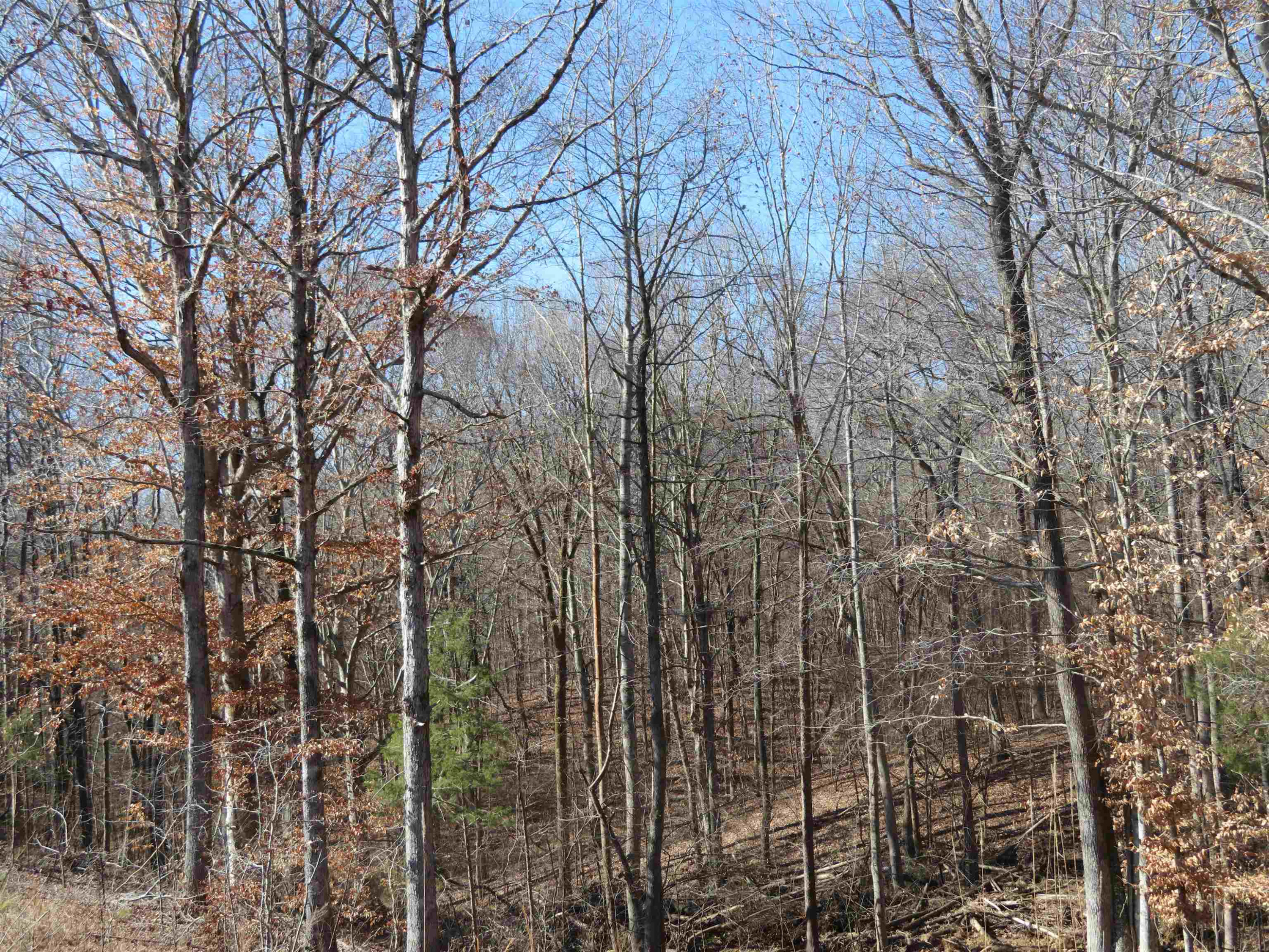 737 Potts Chapel Road Jackson, TN 38305 - Photo 9 of 31 a backyard of a house with lots of green space