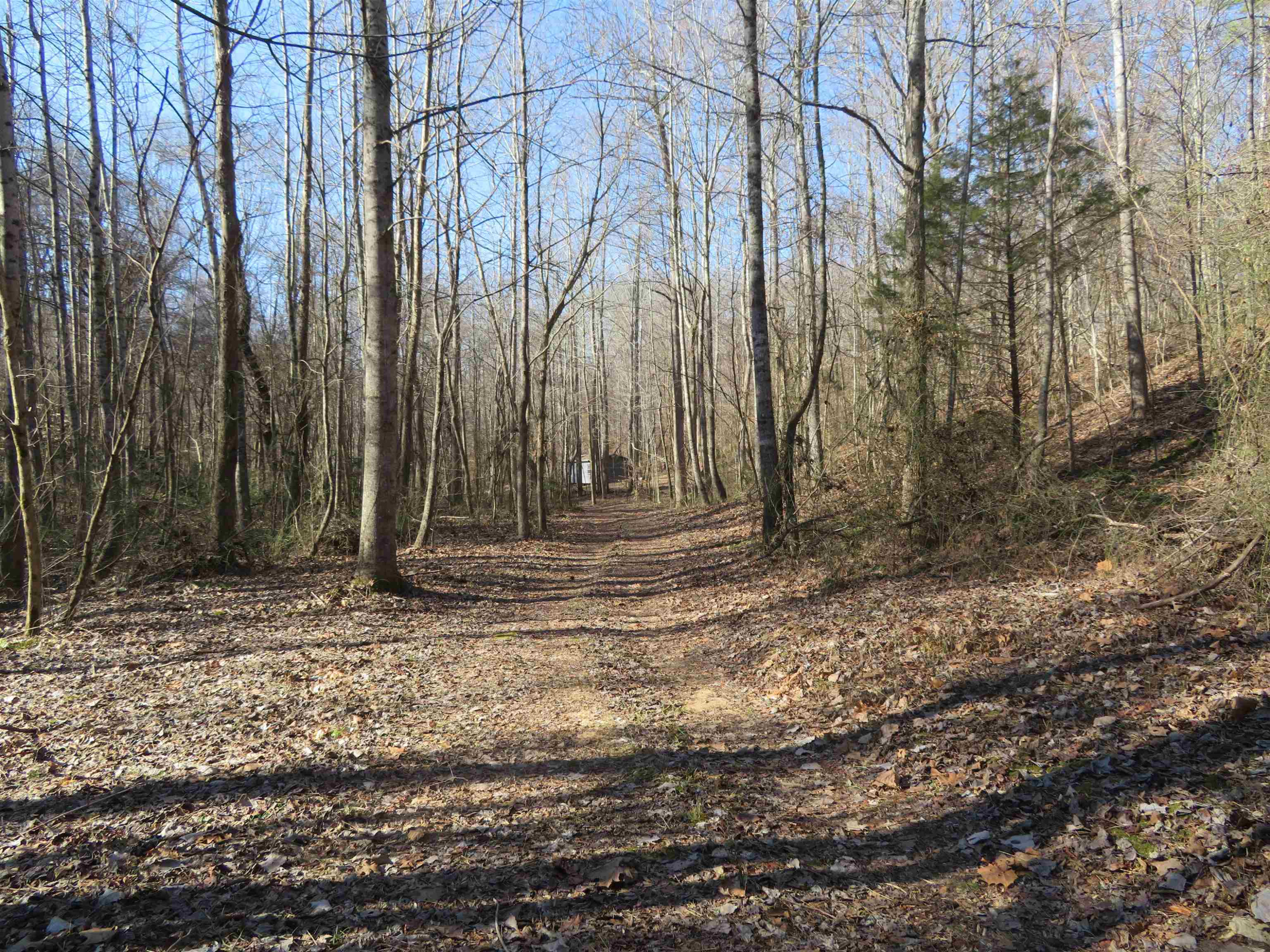 737 Potts Chapel Road Jackson, TN 38305 - Photo 10 of 31 a view of a backyard with large trees