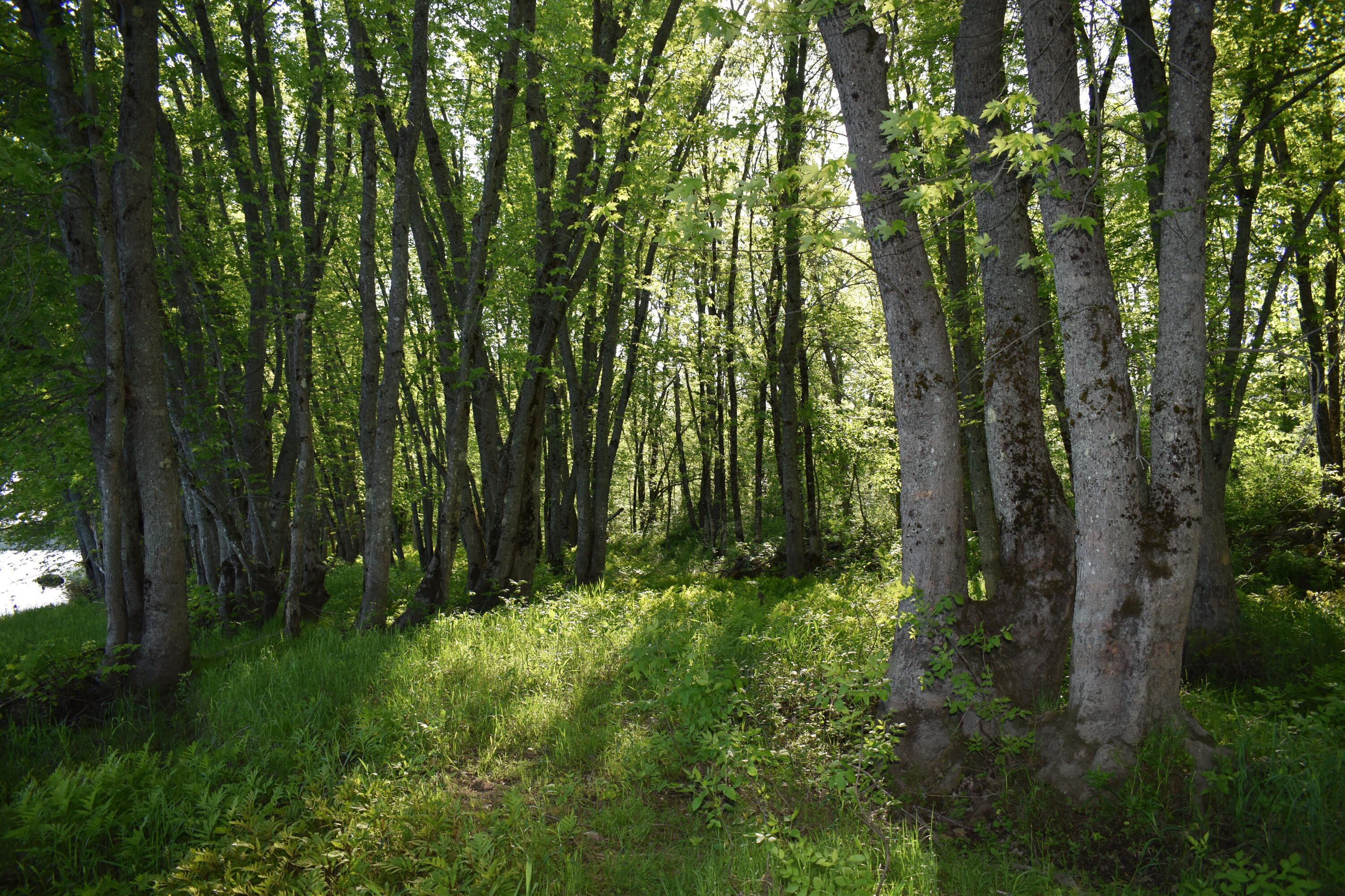 Lot 37 Mohawk Road West Enfield, ME 04493 - Photo 24 of 26 DSC_0018
