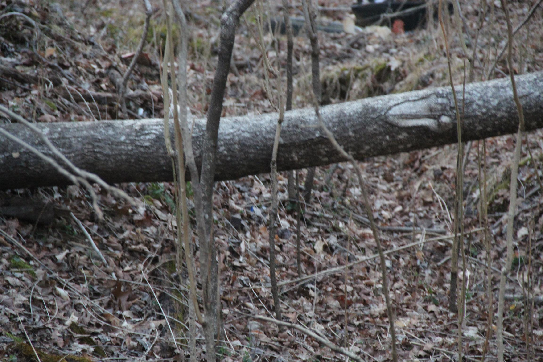 4730 Old Metal Road Palmyra, TN 37142 - Photo 3 of 5