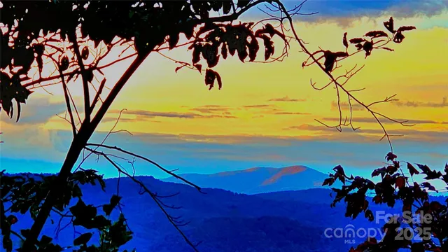 a view of a forest with trees in the background
