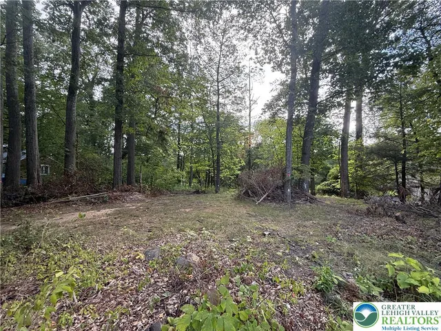a view of a forest with trees in the background