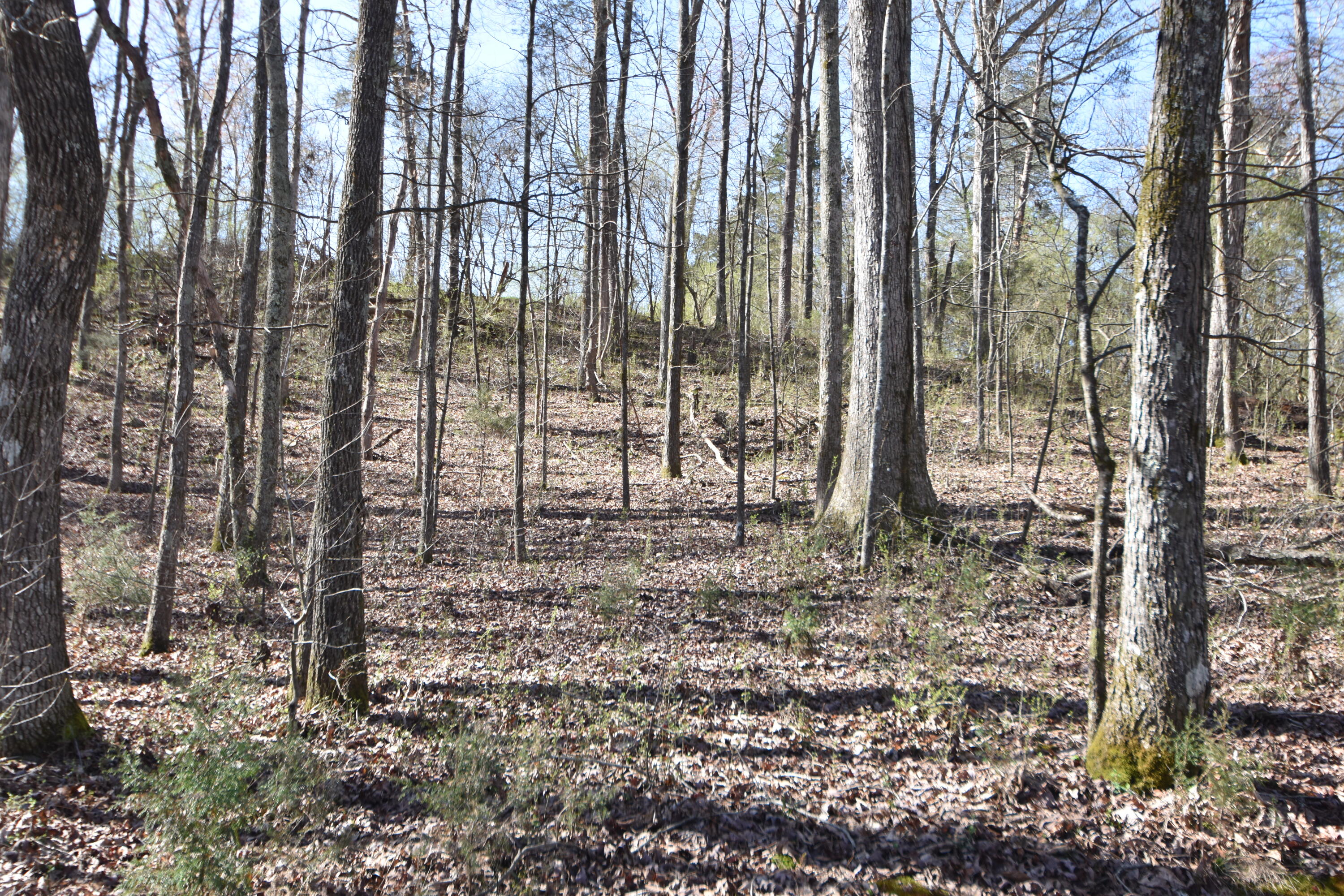 7312 Runyan Road Georgetown, TN 37336 - Photo 18 of 40 DSC_0629