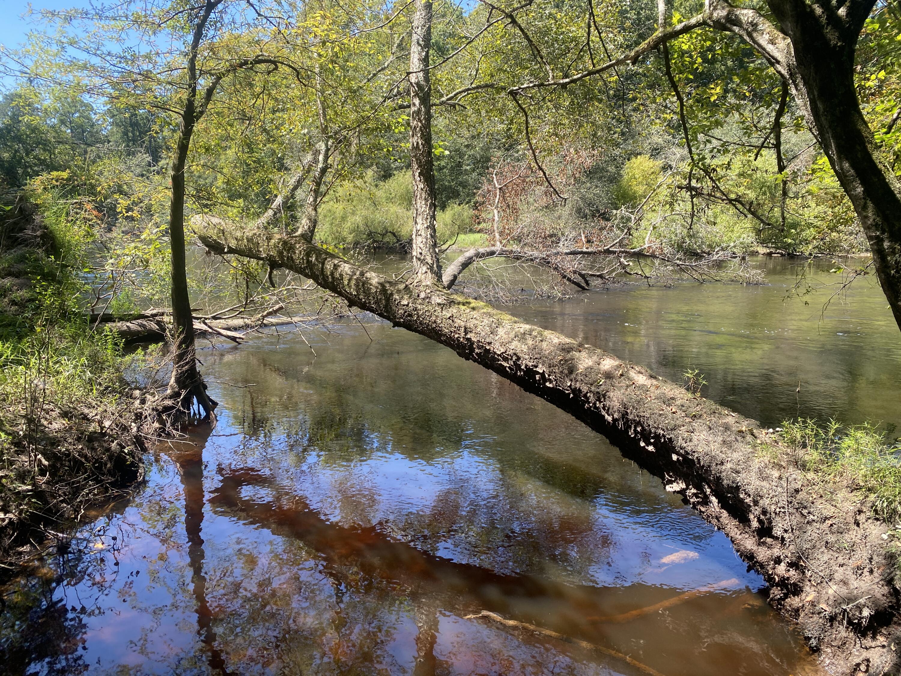 0 Hobbie Lane Round O, SC 29474 - Photo 19 of 35 0 Hobbie Lane (23)