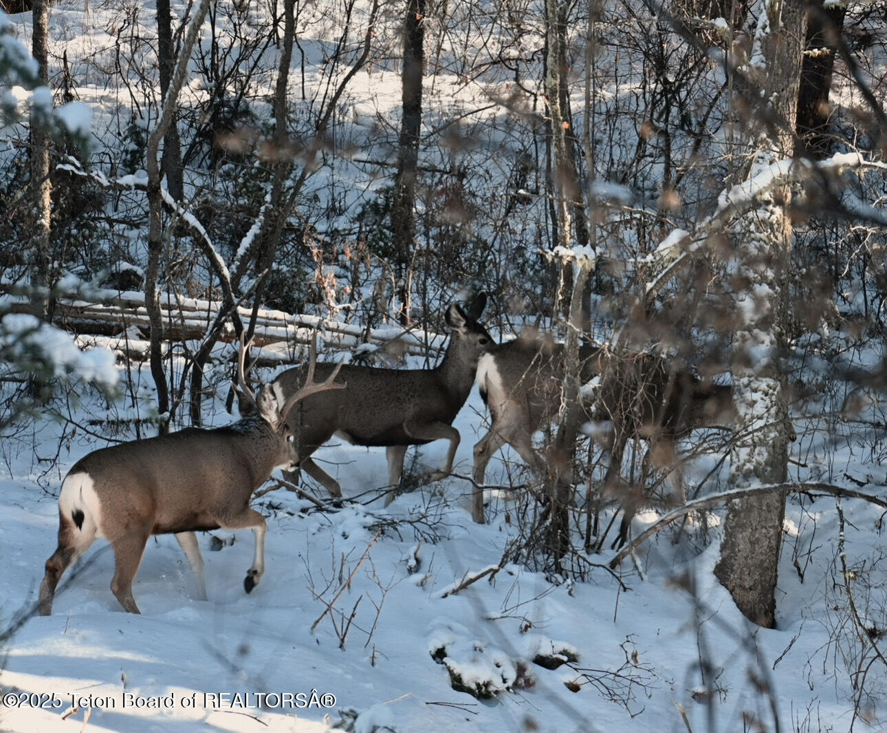 2883 Stewart Trl Road Etna, WY 83118 - Photo 28 of 30 IMG_5511