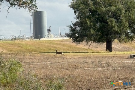 4689 County Road 302 Runge, TX 78151 - Photo 16 of 40 a view of yard with swimming pool